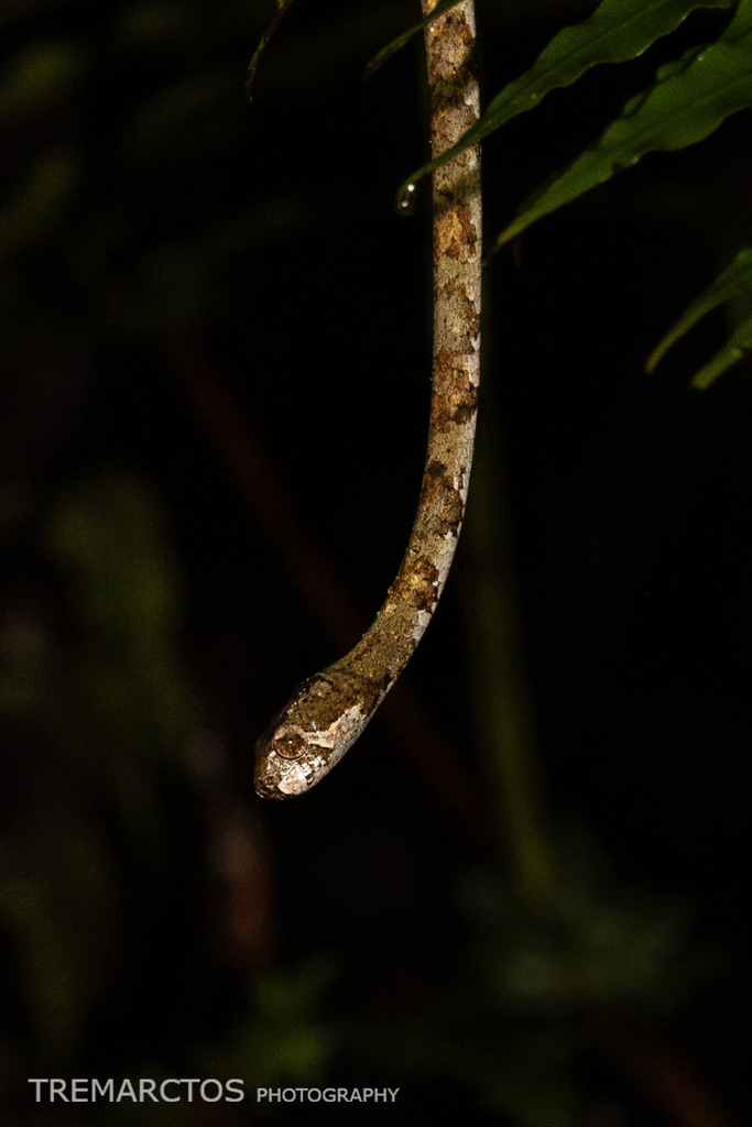 Blunt-headed Snail-eating Snake — Borneo wildlife, book, free download, jungle tour, snake, herp tour