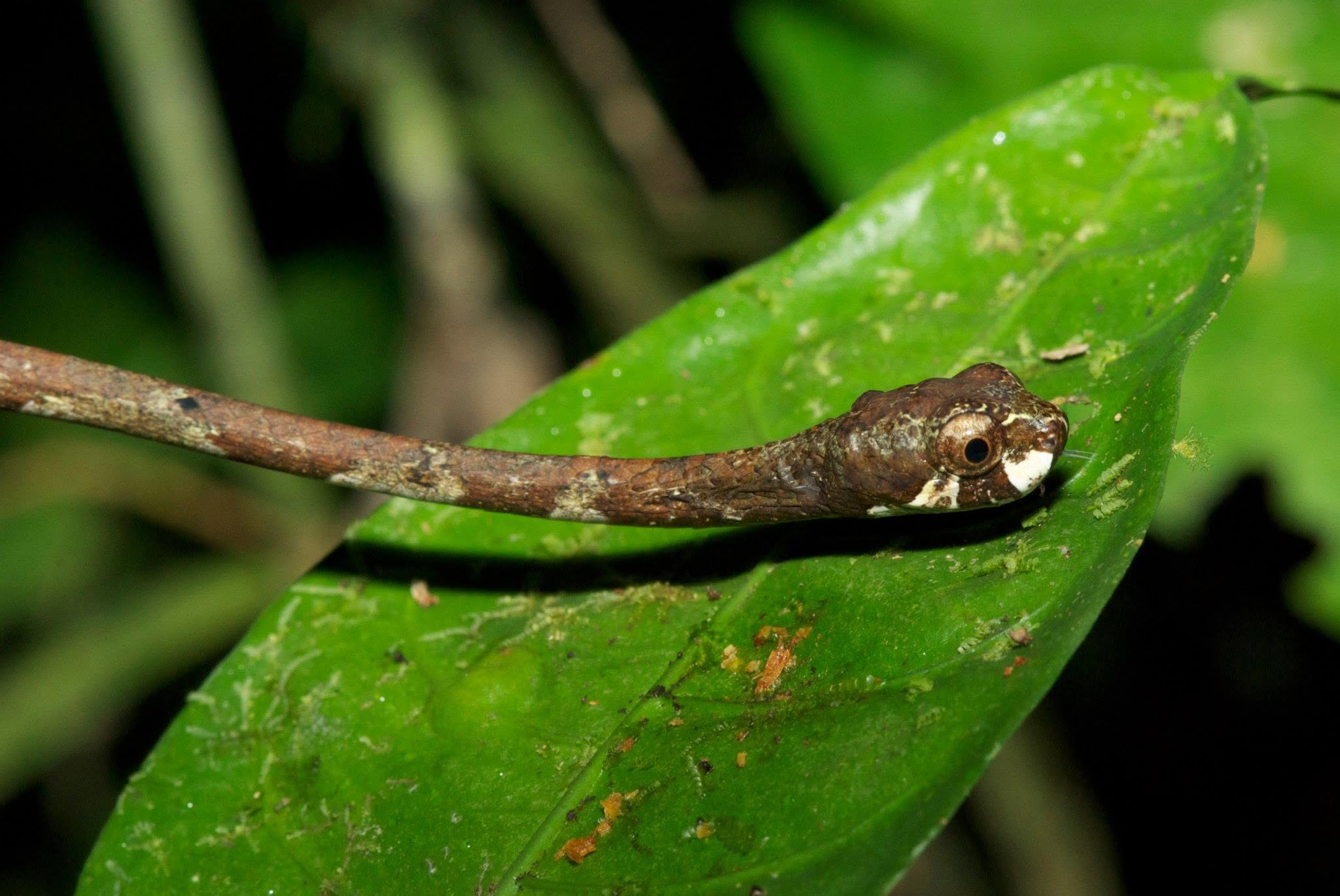 Blunt-headed Snail-eating Snake — Borneo wildlife, book, free download, jungle tour, snake, herp tour
