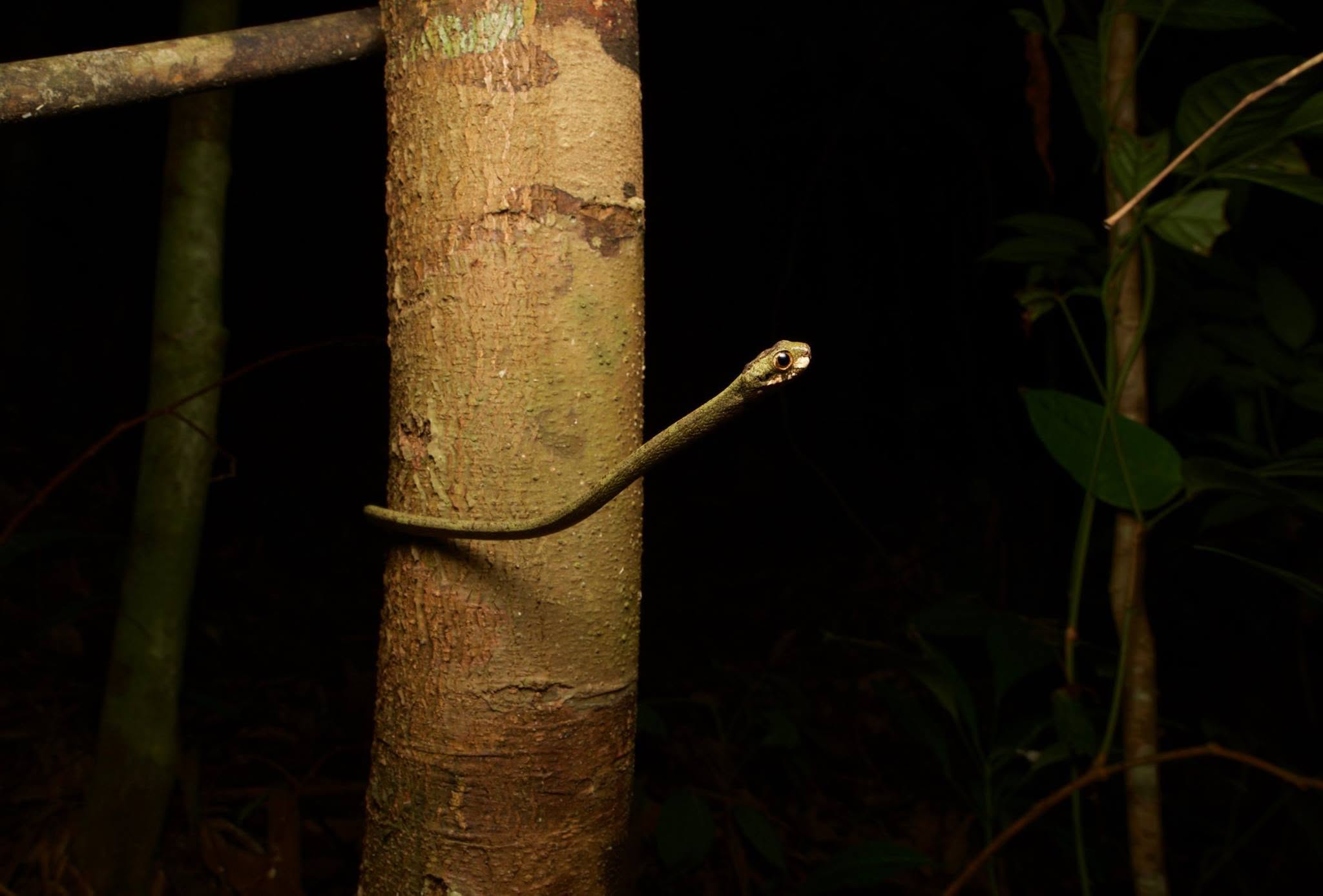 Blunt-headed Snail-eating Snake — Borneo wildlife, book, free download, jungle tour, snake, herp tour