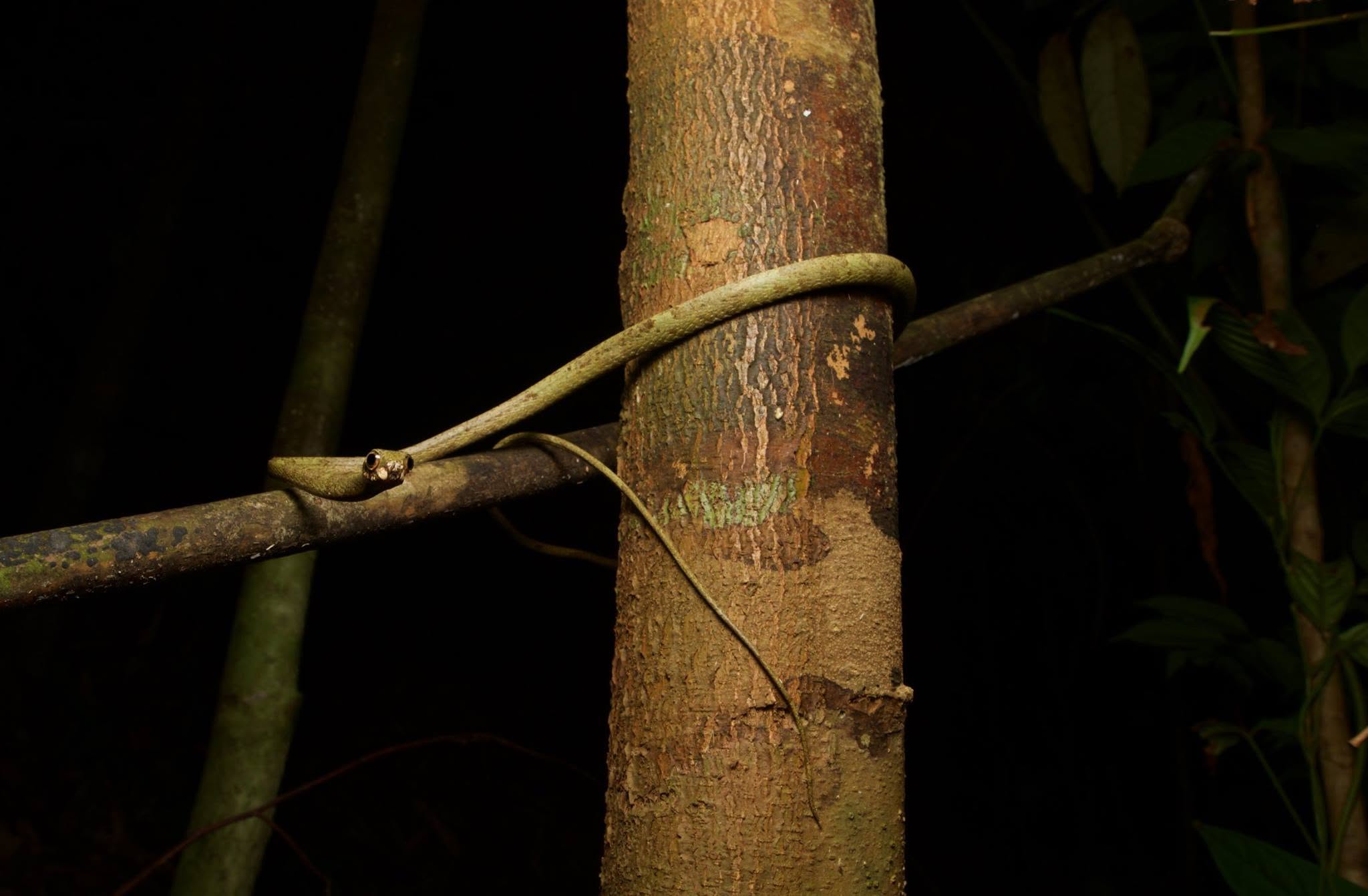 Blunt-headed Snail-eating Snake — Borneo wildlife, book, free download, jungle tour, snake, herp tour