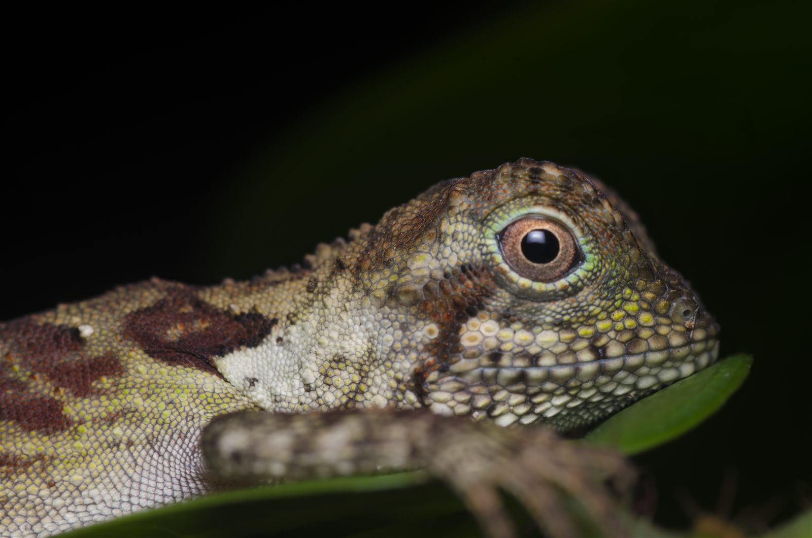 Blunt-headed Snail-eating Snake — Borneo wildlife, book, free download, jungle tour, snake, herp tour