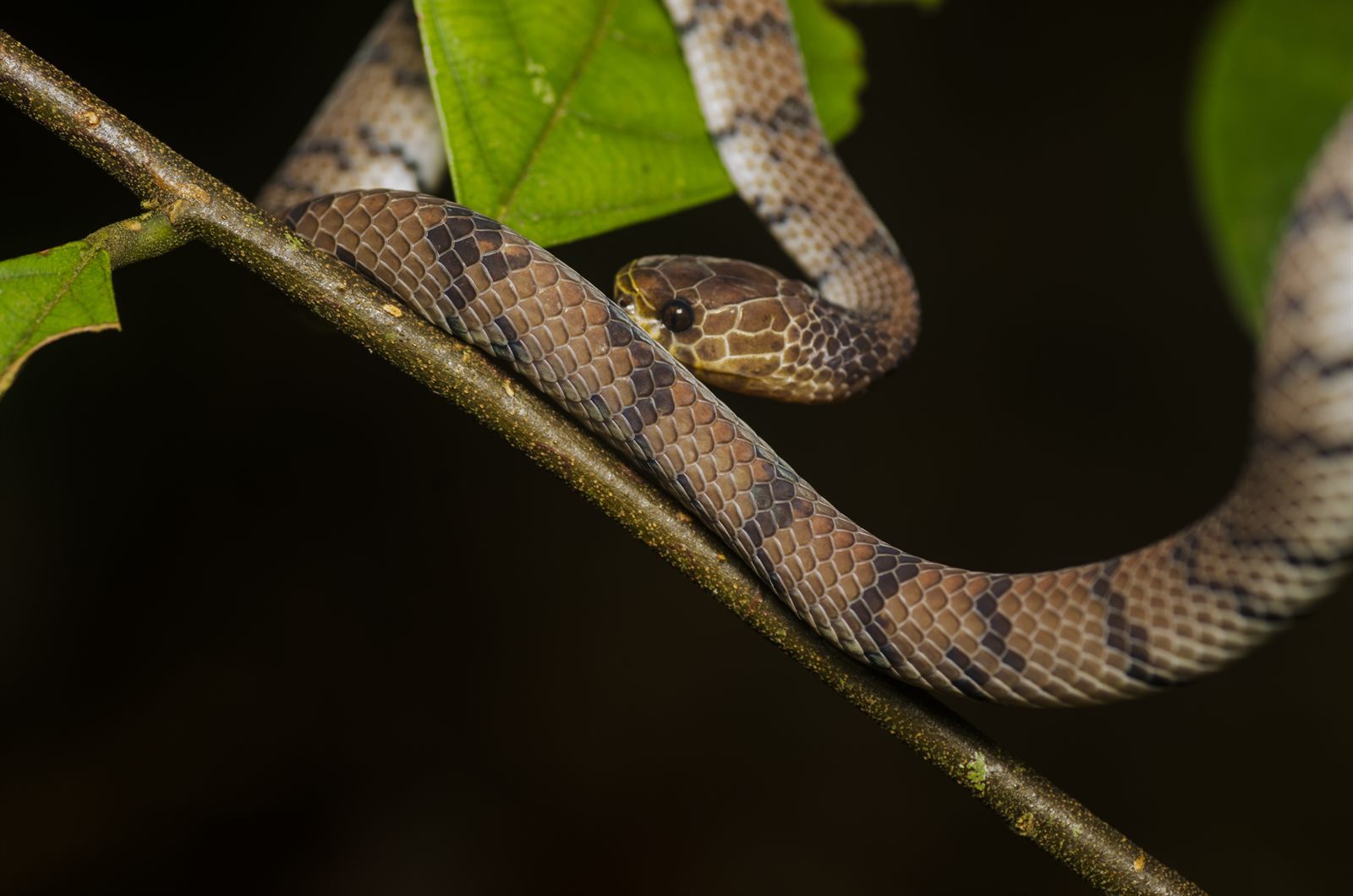 Blunt-headed Snail-eating Snake — Borneo wildlife, book, free download, jungle tour, snake, herp tour