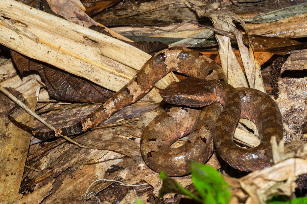 Bornean Leaf-nosed Pit-viper — Borneo wildlife, book, free download, jungle tour, snake, herp tour