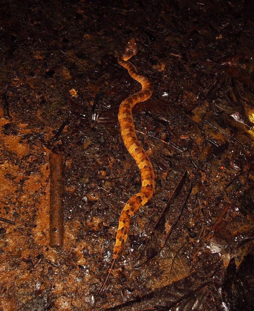 Bornean Leaf-nosed Pit-viper — Borneo wildlife, book, free download, jungle tour, snake, herp tour