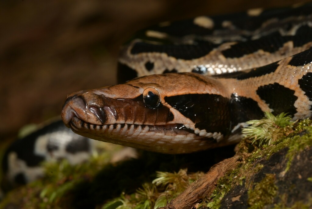 Borneo Blood Python — Borneo wildlife, book, free download, jungle tour, snake, herp tour