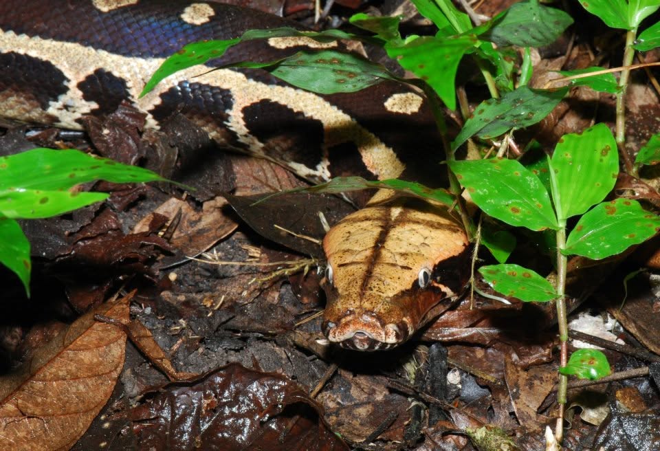 Borneo Blood Python — Borneo wildlife, book, free download, jungle tour, snake, herp tour
