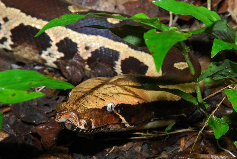 Borneo Blood Python — Borneo wildlife, book, free download, jungle tour, snake, herp tour