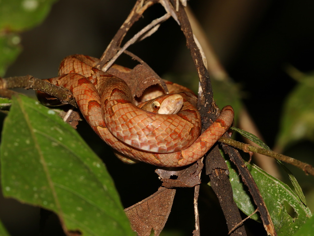 Brown Kukri Snake — Borneo wildlife, book, free download, jungle tour, snake, herp tour