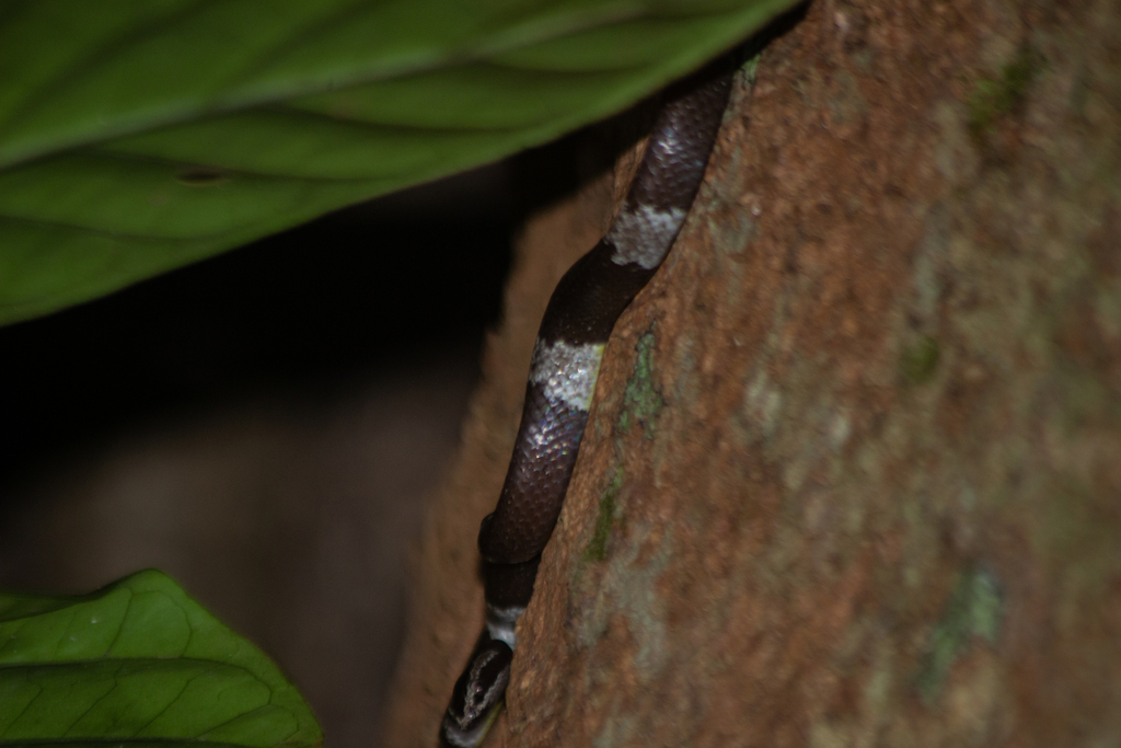 Brown Wolf Snake — Borneo wildlife, book, free download, jungle tour, snake, herp tour