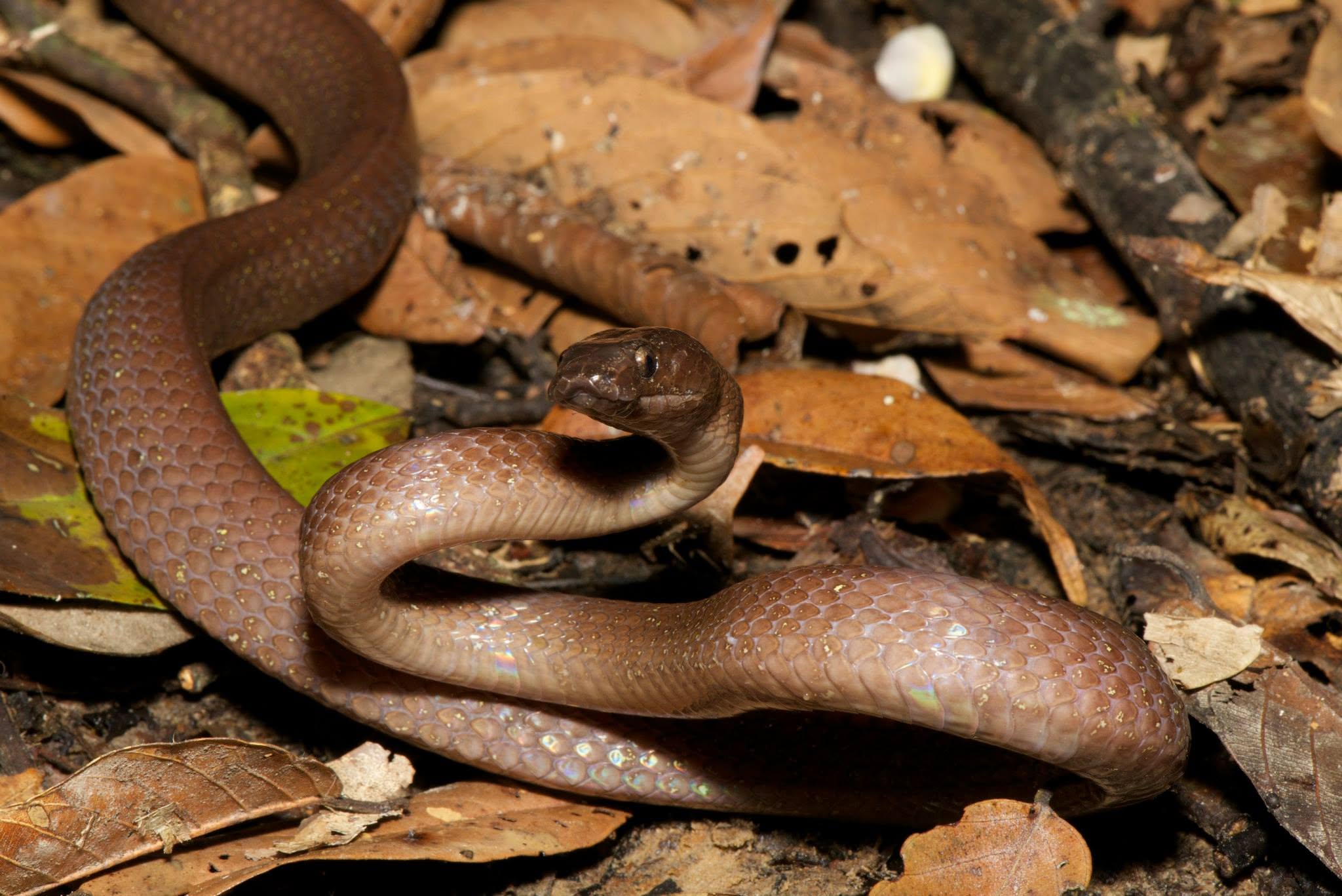 Brown Wolf Snake — Borneo wildlife, book, free download, jungle tour, snake, herp tour
