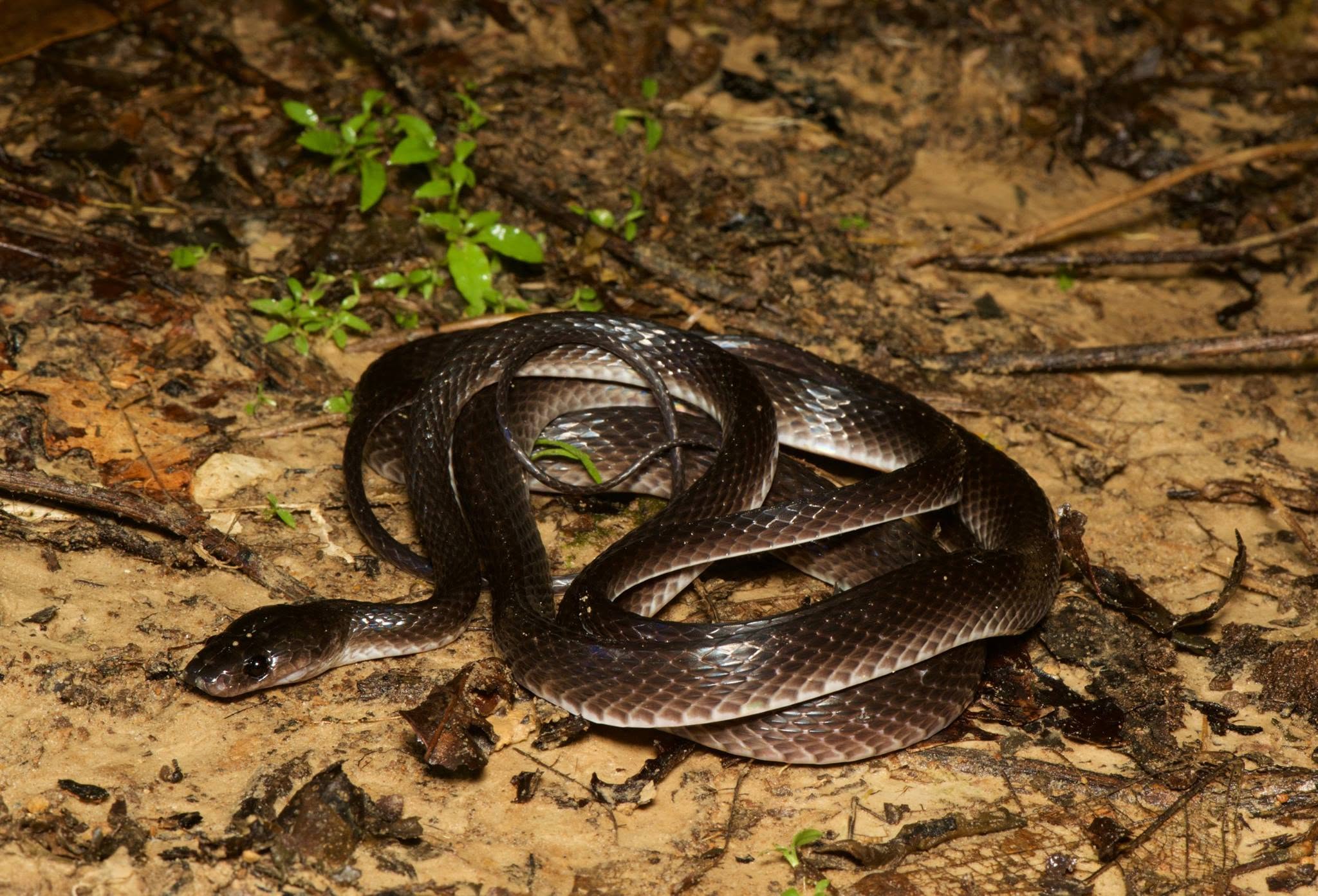 Brown Wolf Snake — Borneo wildlife, book, free download, jungle tour, snake, herp tour