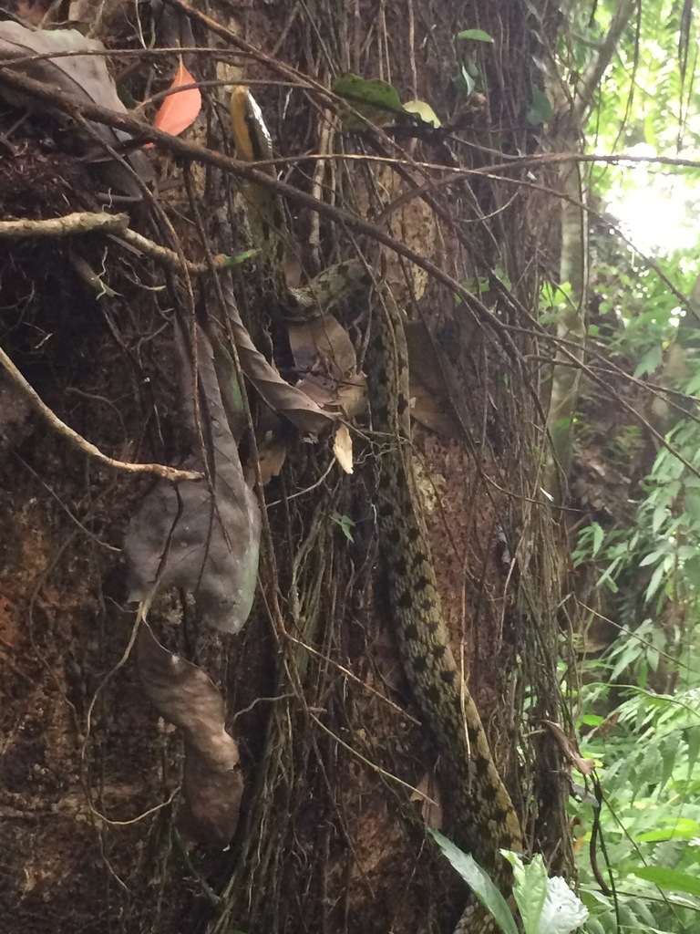 Cave Racer — Borneo wildlife, book, free download, jungle tour, snake, herp tour