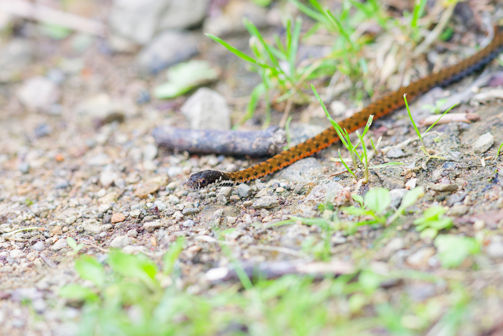 Checker-bellied Keelback — Borneo wildlife, book, free download, jungle tour, snake, herp tour