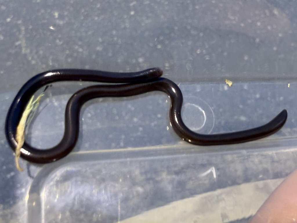 Common Blind Snake — Borneo wildlife, book, free download, jungle tour, snake, herp tour