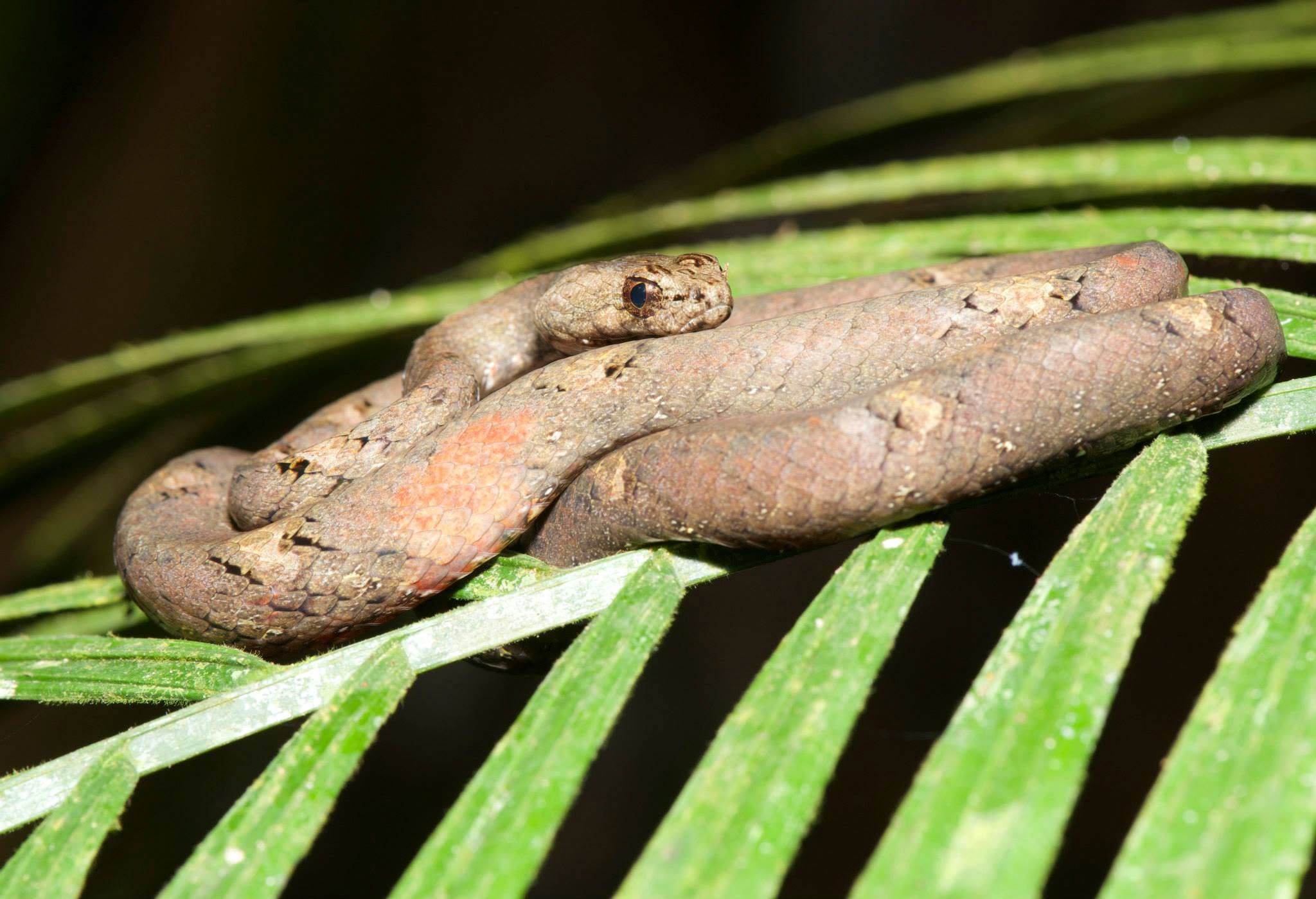 Common Mock Viper — Borneo wildlife, book, free download, jungle tour, snake, herp tour