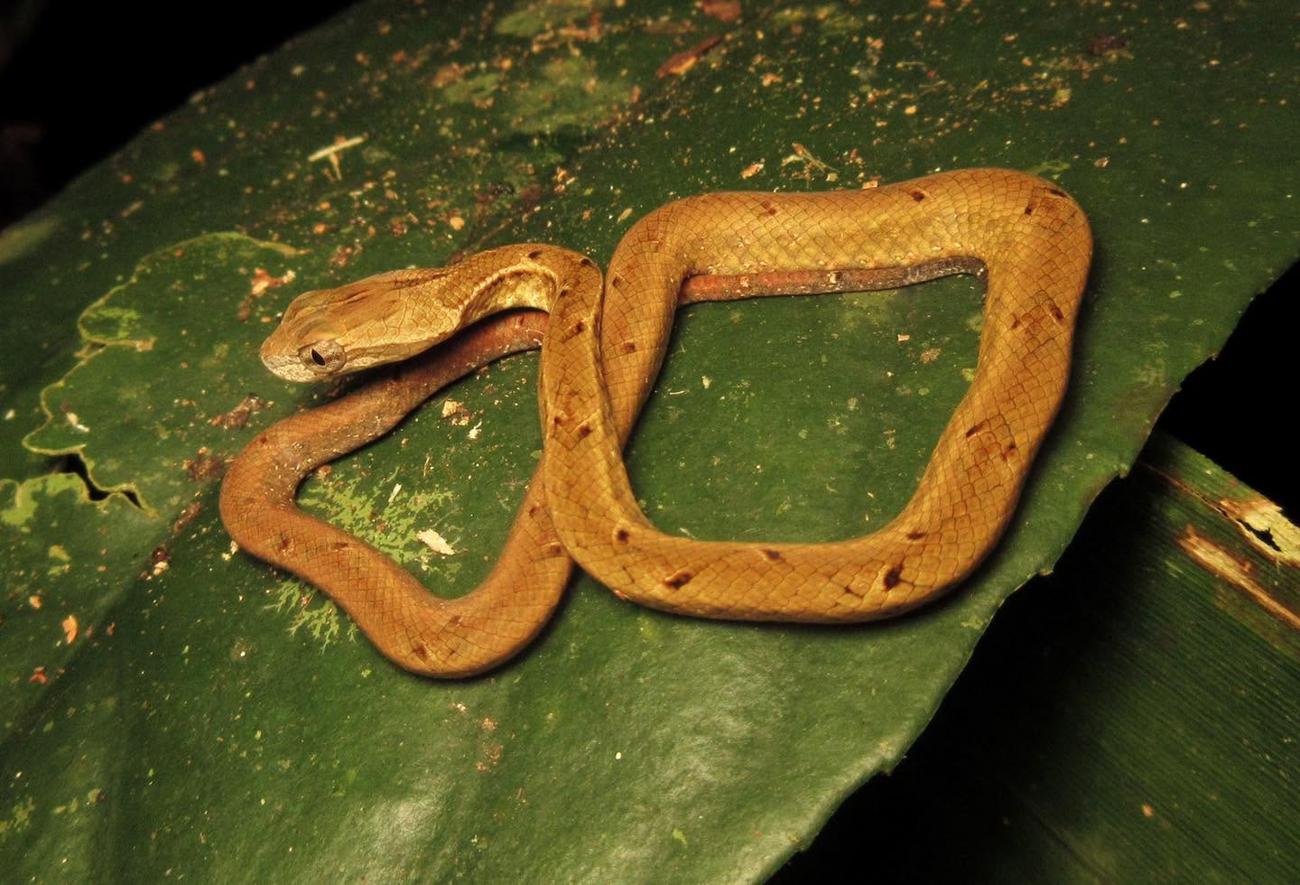 Common Mock Viper — Borneo wildlife, book, free download, jungle tour, snake, herp tour