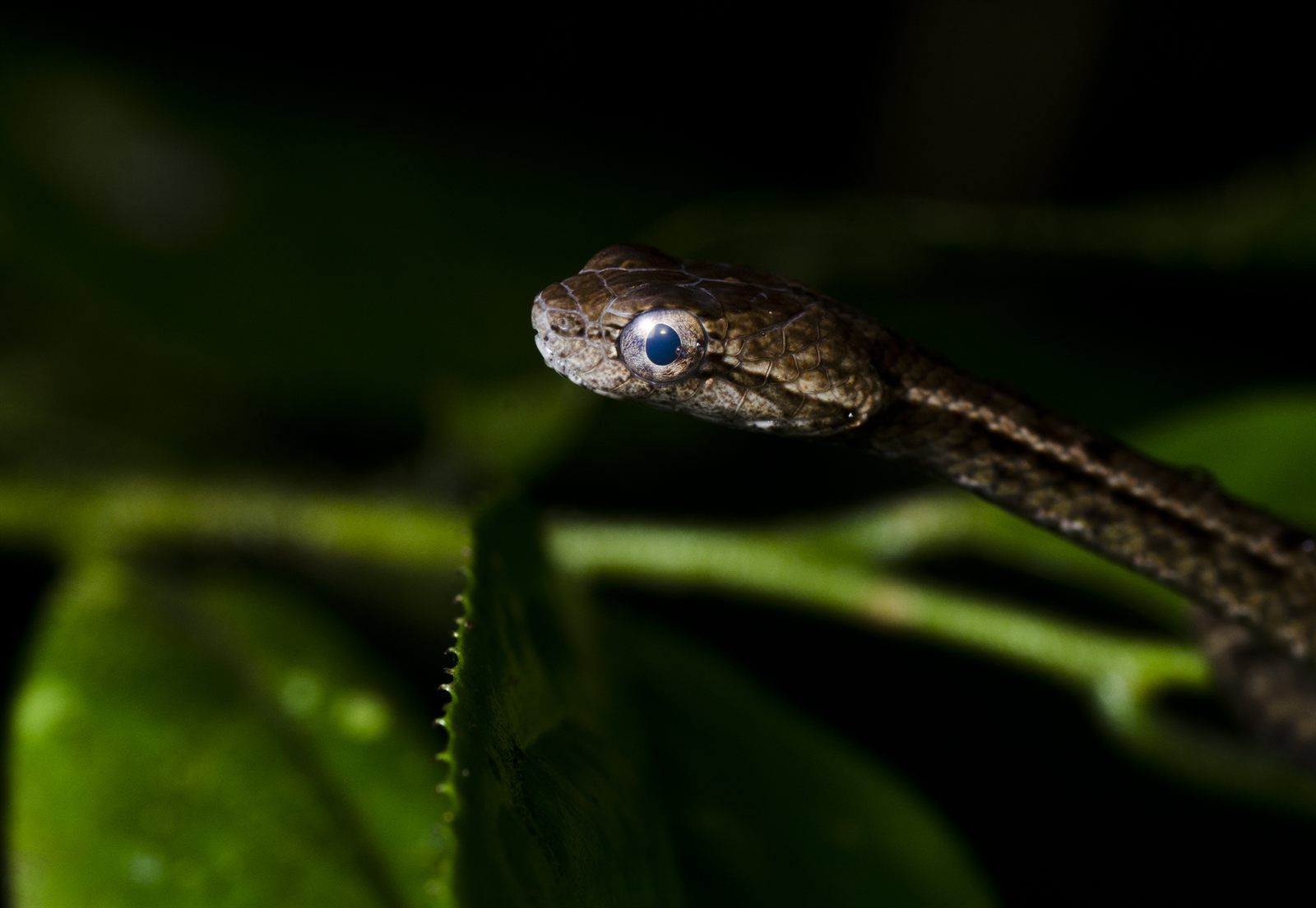 Common Mock Viper — Borneo wildlife, book, free download, jungle tour, snake, herp tour