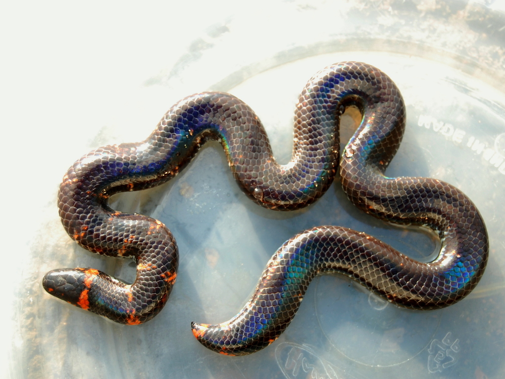 Common Pipe Snake — Borneo wildlife, book, free download, jungle tour, snake, herp tour