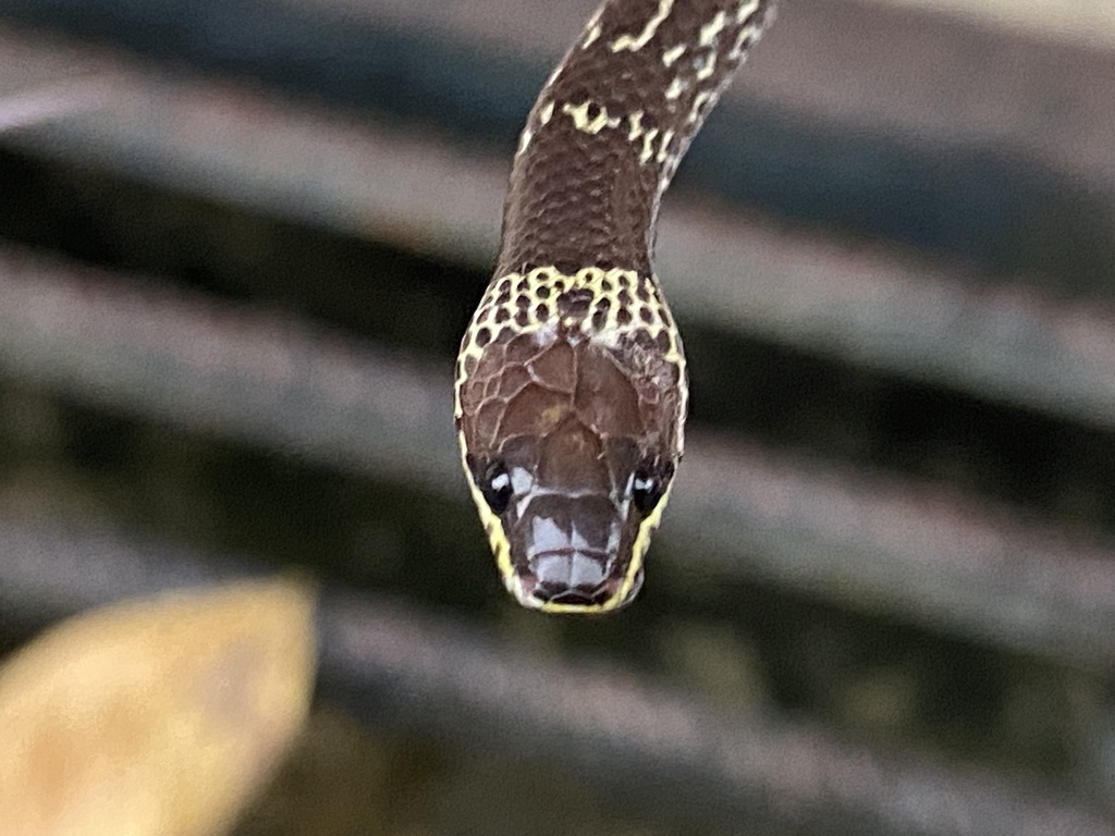 Common Wolf Snake — Borneo wildlife, book, free download, jungle tour, snake, herp tour