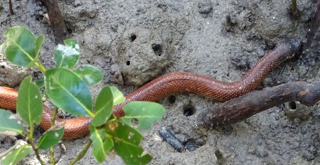 Crab-eating Water Snake — Borneo wildlife, book, free download, jungle tour, snake, herp tour