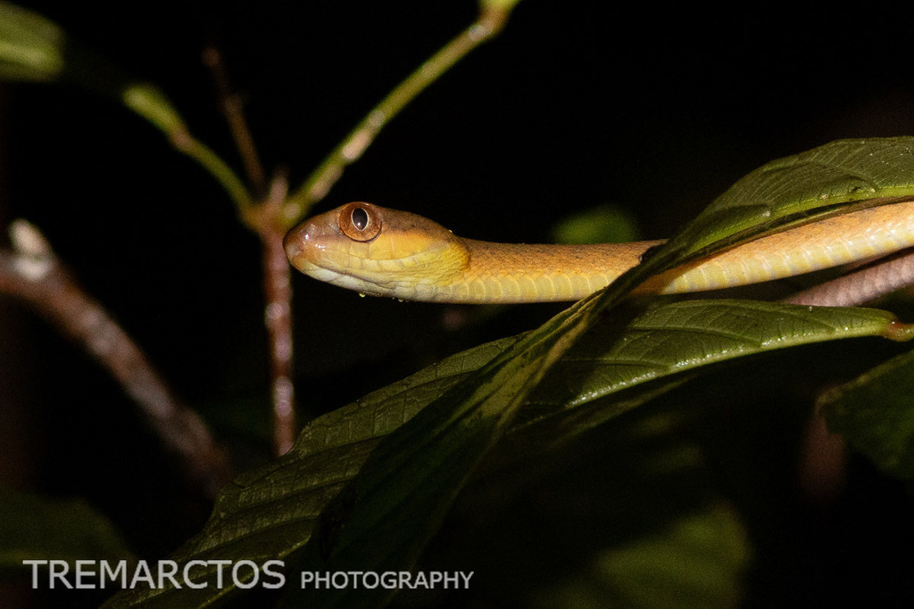 Dark-headed Cat Snake — Borneo wildlife, book, free download, jungle tour, snake, herp tour
