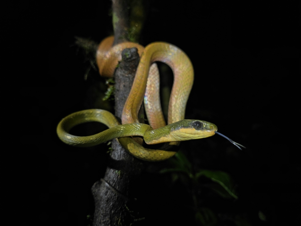 Dark-headed Cat Snake — Borneo wildlife, book, free download, jungle tour, snake, herp tour