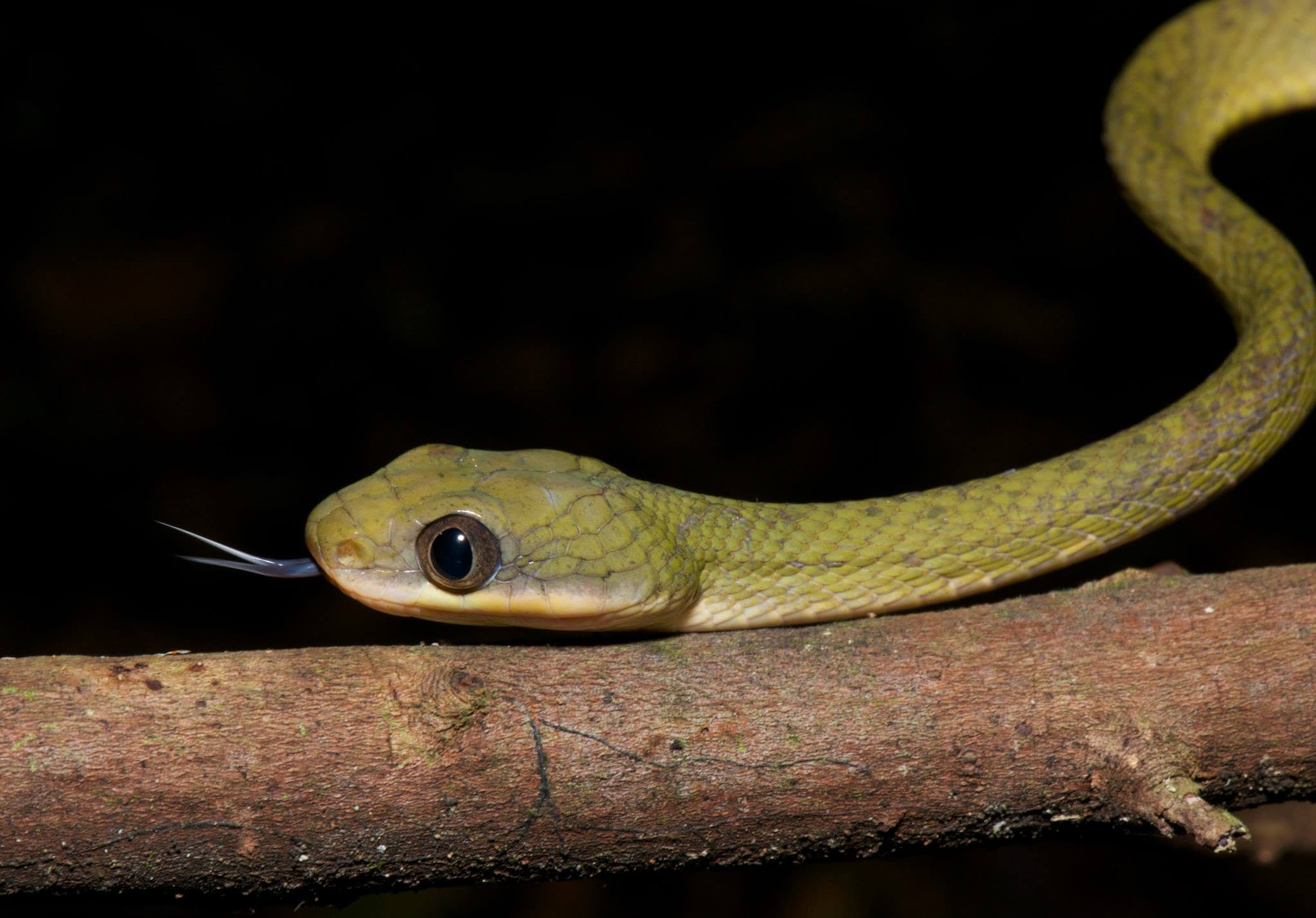Dark-headed Cat Snake — Borneo wildlife, book, free download, jungle tour, snake, herp tour