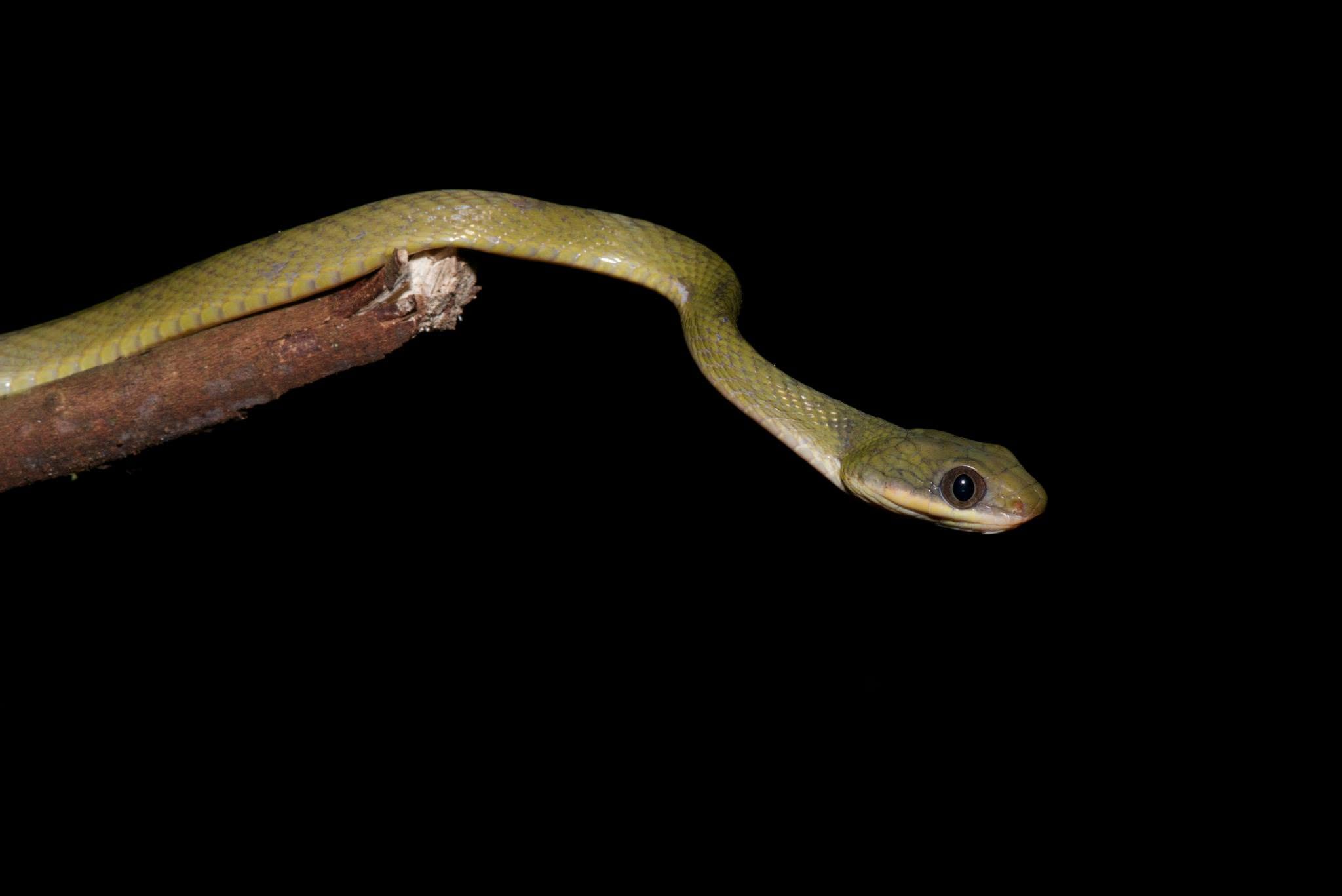 Dark-headed Cat Snake — Borneo wildlife, book, free download, jungle tour, snake, herp tour