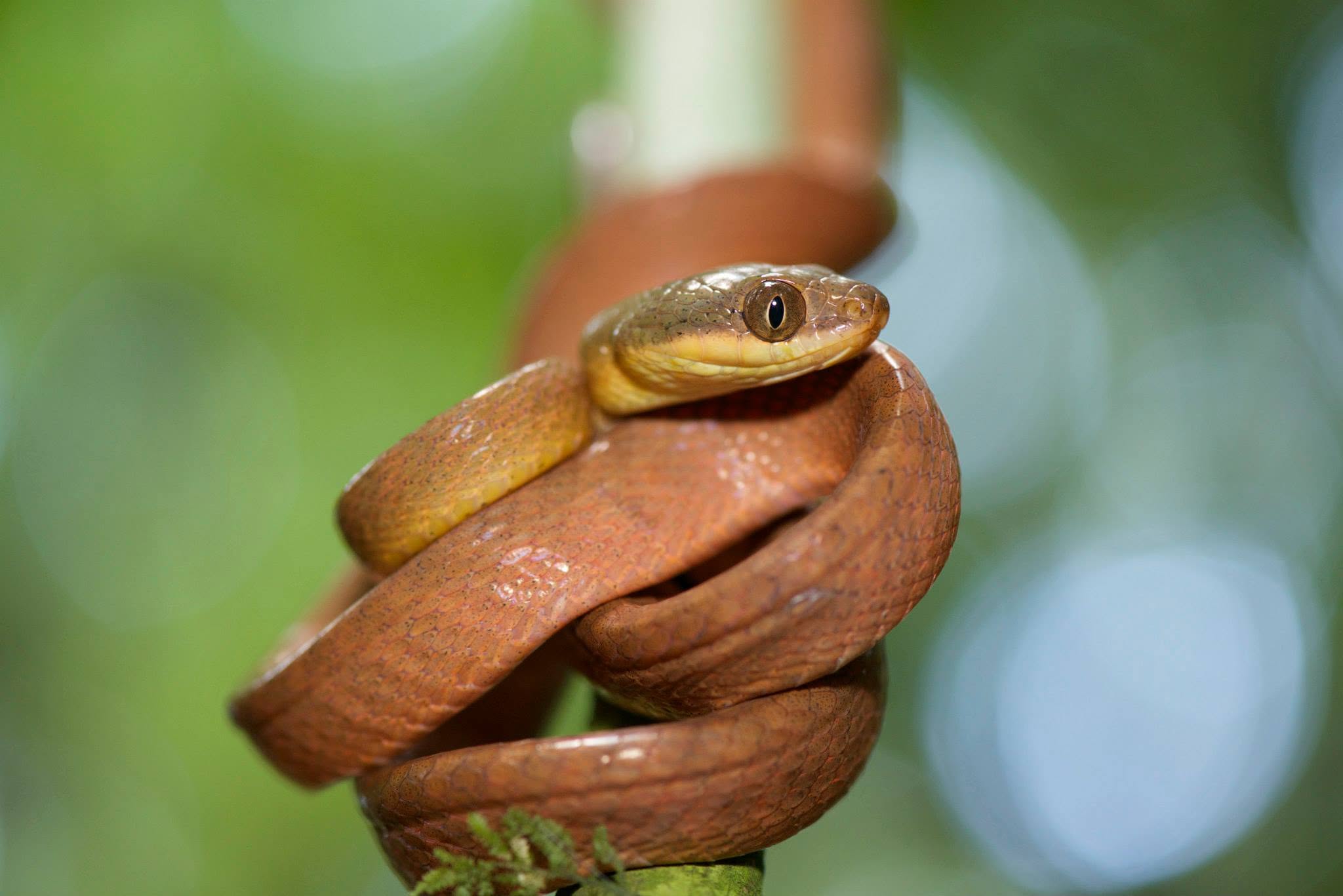 Dark-headed Cat Snake — Borneo wildlife, book, free download, jungle tour, snake, herp tour