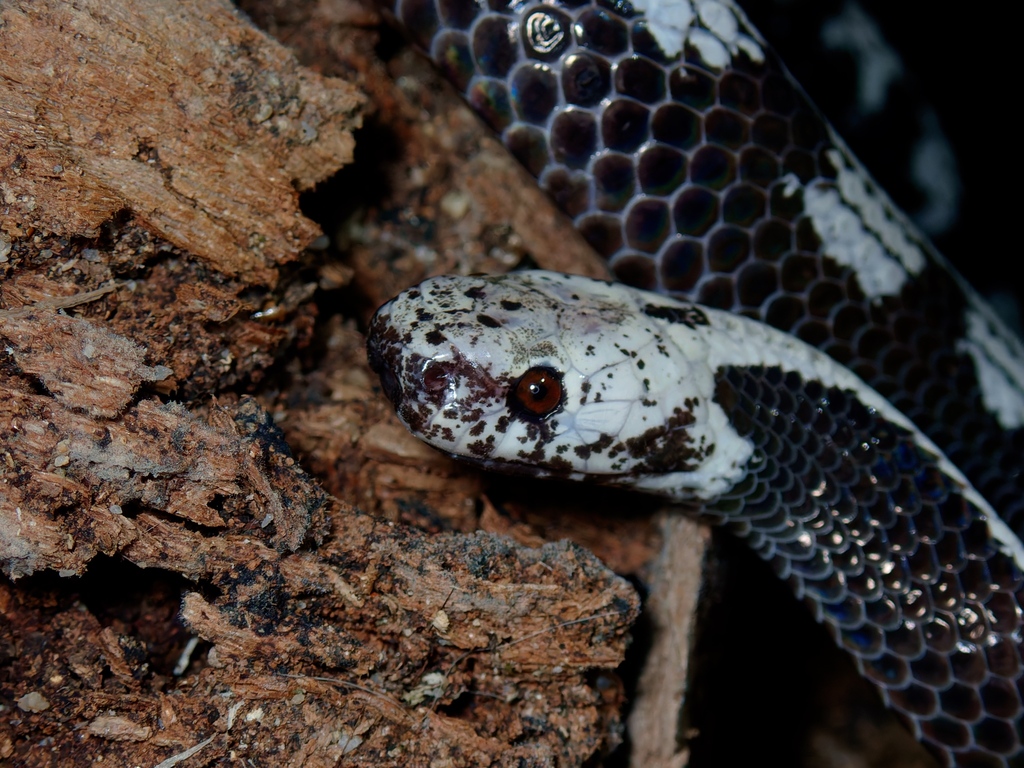 Dark-necked Snail-eating Snake — Borneo wildlife, book, free download, jungle tour, snake, herp tour