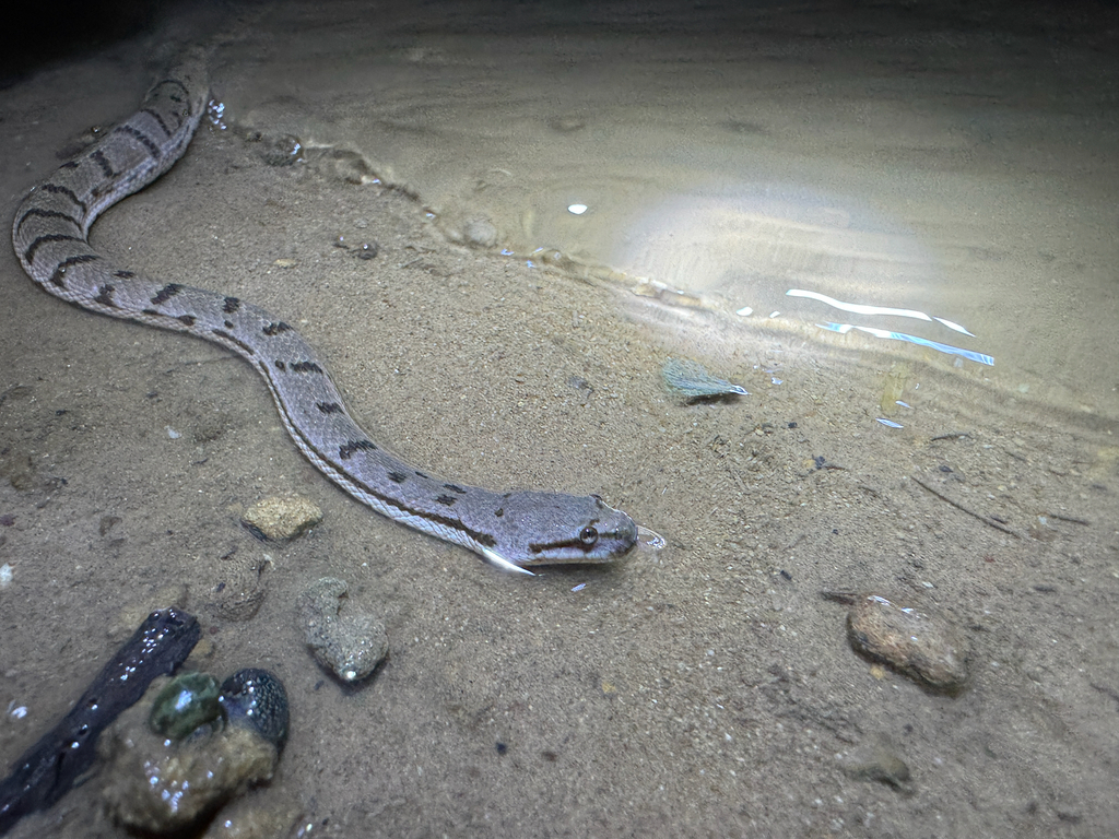 Dog-faced Water Snake — Borneo wildlife, book, free download, jungle tour, snake, herp tour