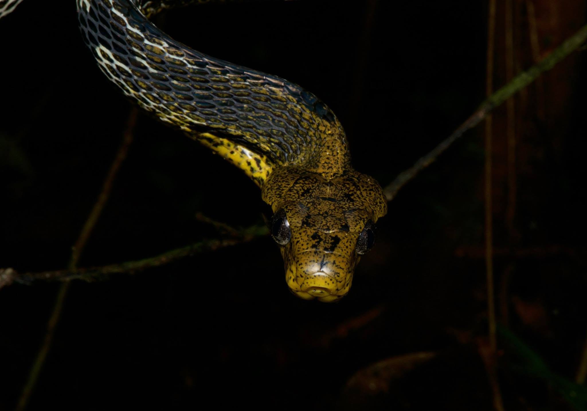 Dog-toothed Cat Snake — Borneo wildlife, book, free download, jungle tour, snake, herp tour
