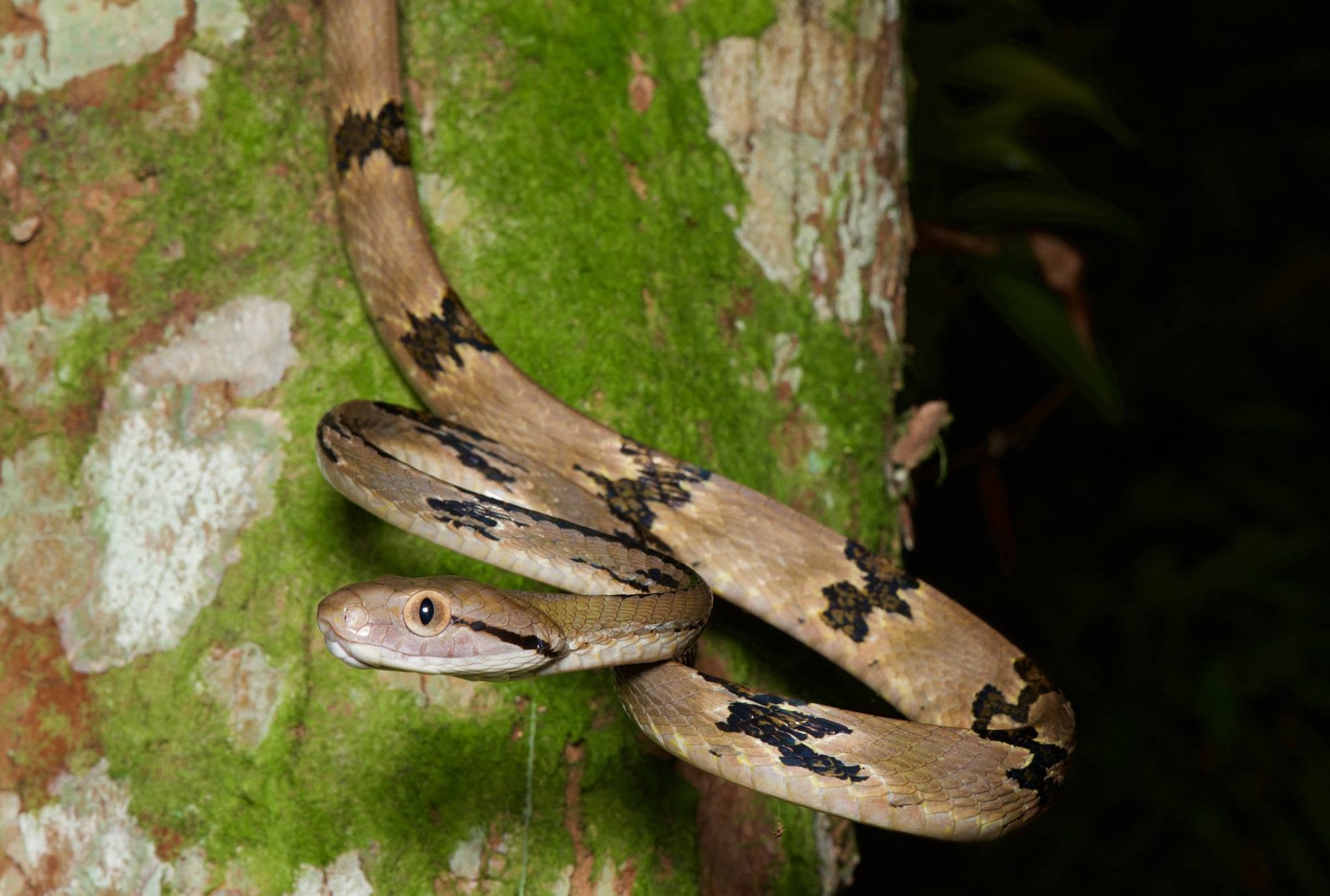 Dog-toothed Cat Snake — Borneo wildlife, book, free download, jungle tour, snake, herp tour