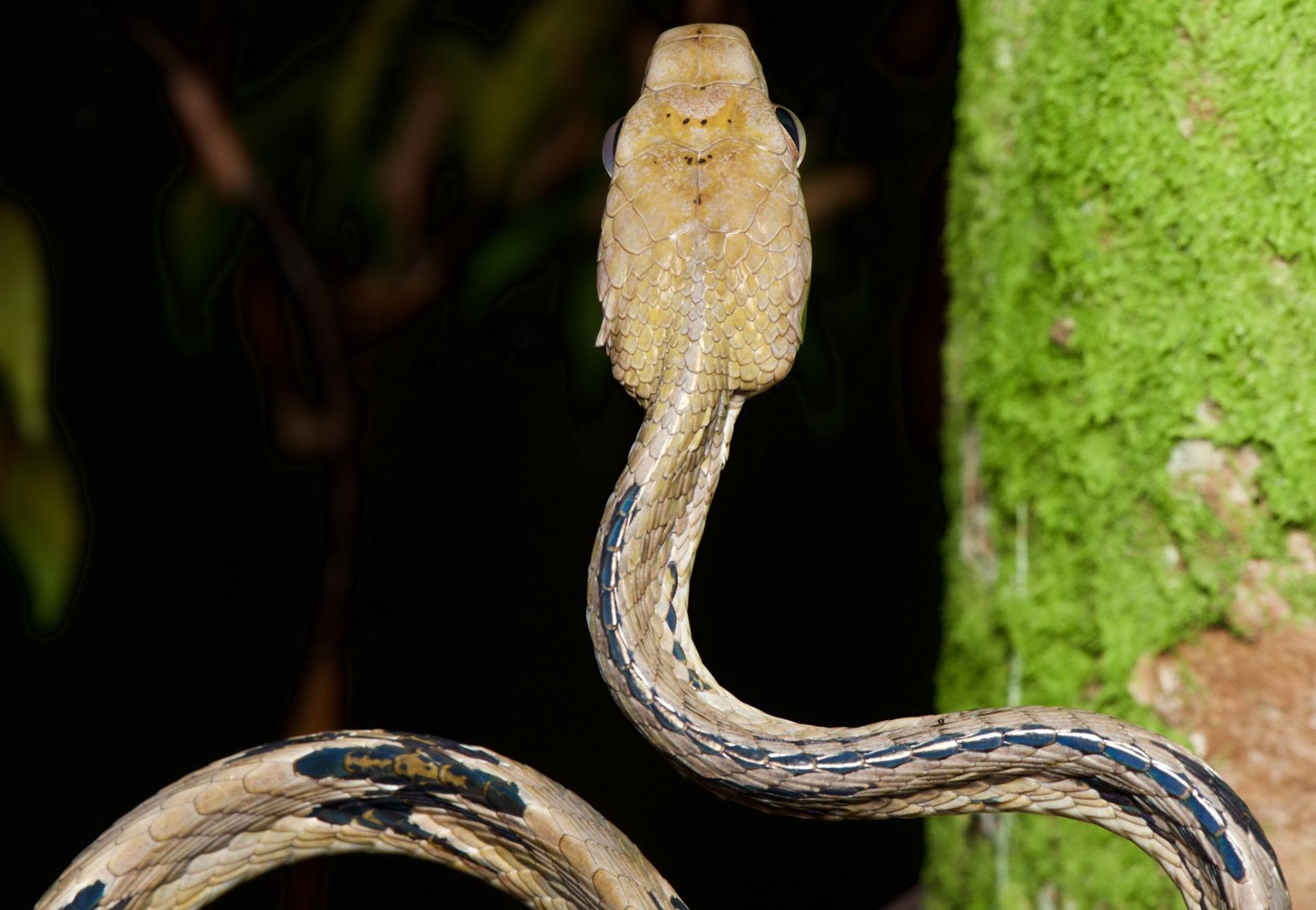 Dog-toothed Cat Snake — Borneo wildlife, book, free download, jungle tour, snake, herp tour