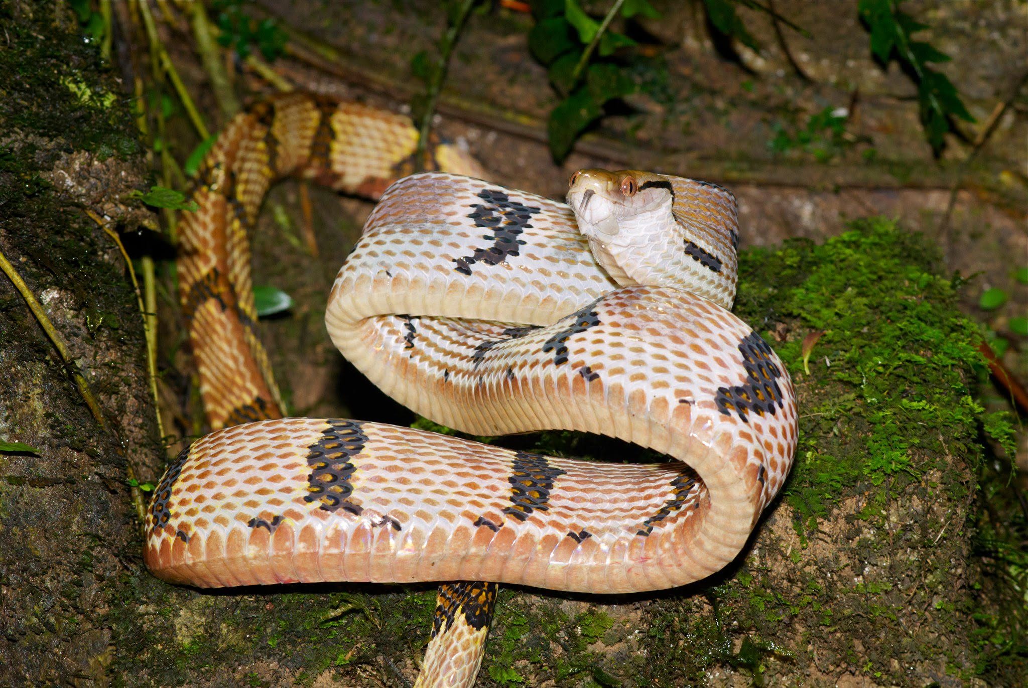 Dog-toothed Cat Snake — Borneo wildlife, book, free download, jungle tour, snake, herp tour