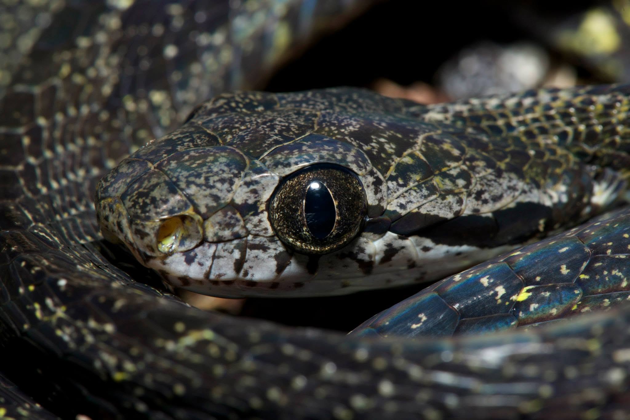 Dog-toothed Cat Snake — Borneo wildlife, book, free download, jungle tour, snake, herp tour