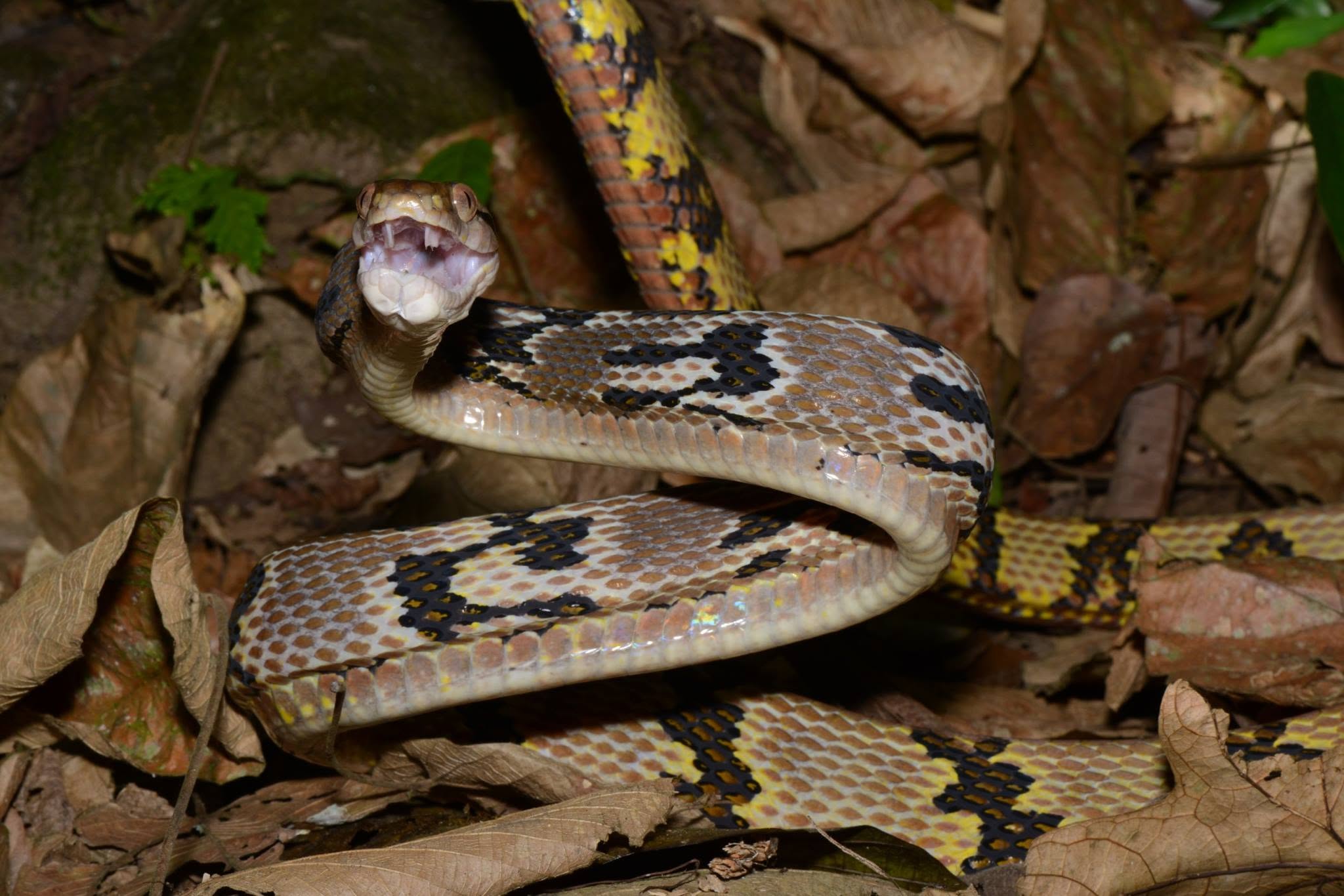 Dog-toothed Cat Snake — Borneo wildlife, book, free download, jungle tour, snake, herp tour