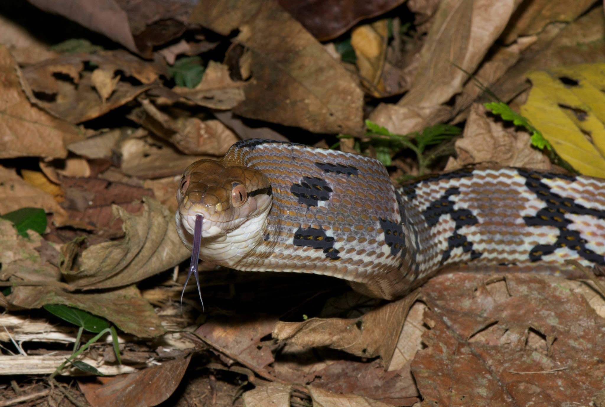 Dog-toothed Cat Snake — Borneo wildlife, book, free download, jungle tour, snake, herp tour