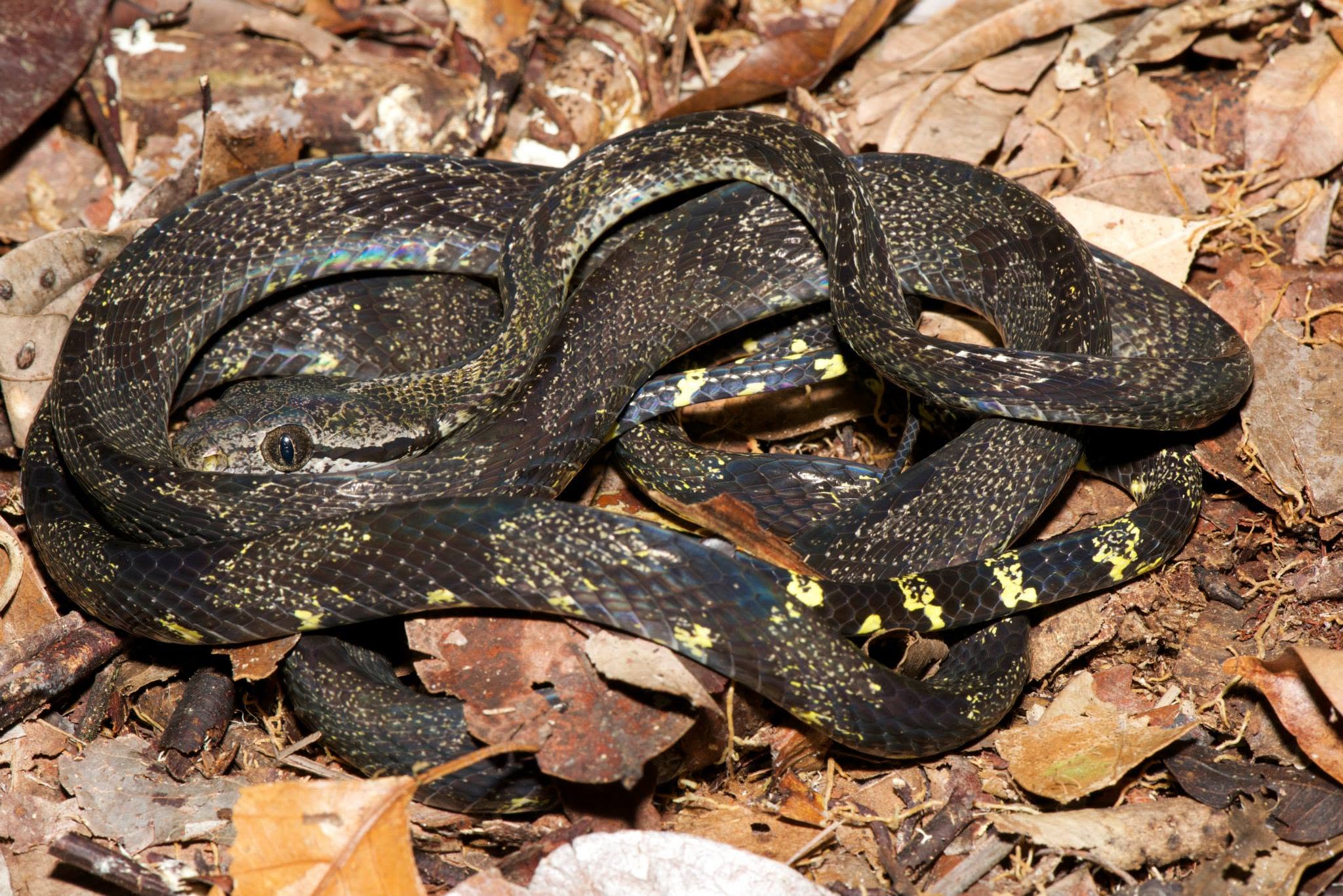 Dog-toothed Cat Snake — Borneo wildlife, book, free download, jungle tour, snake, herp tour