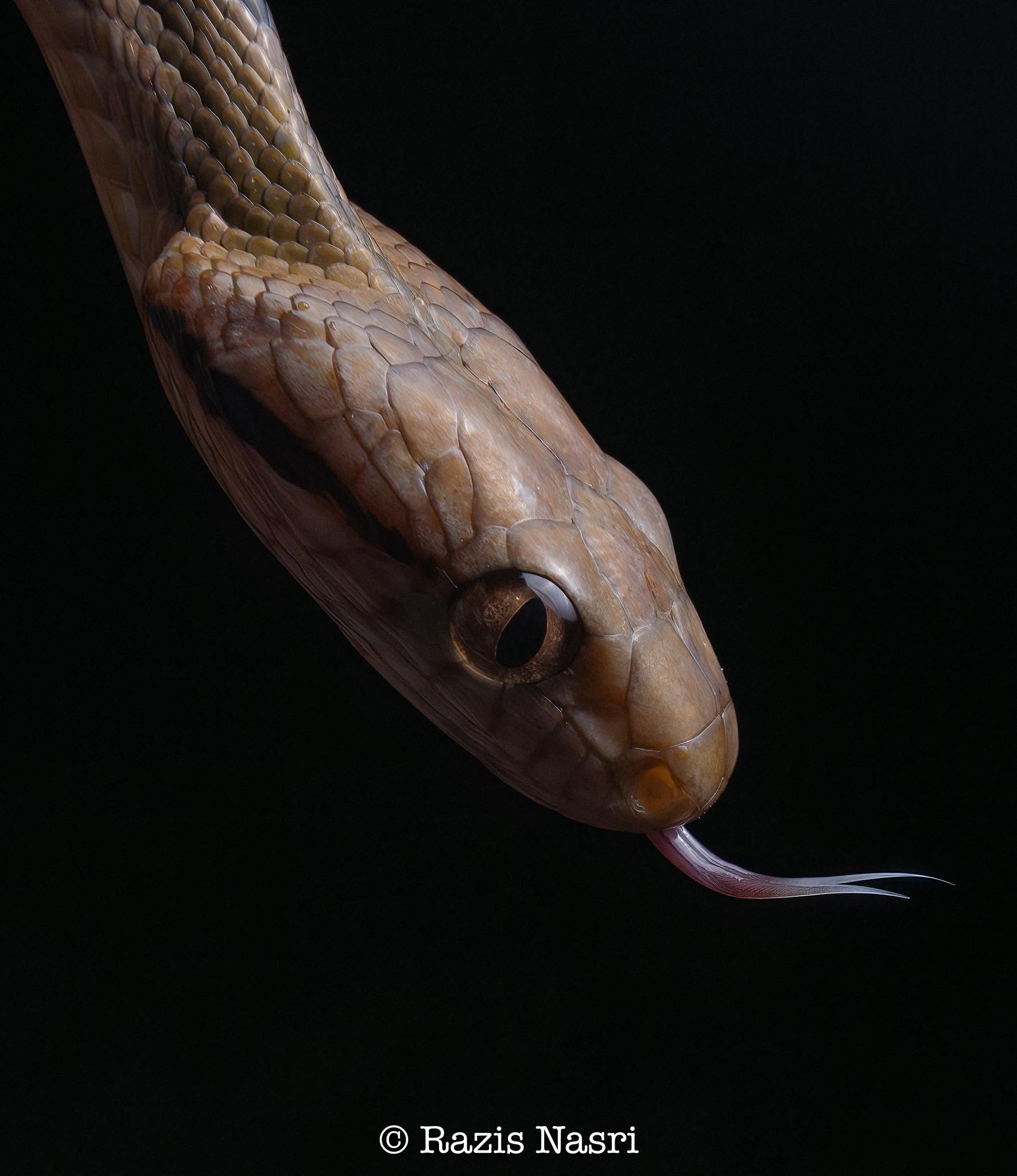 Dog-toothed Cat Snake — Borneo wildlife, book, free download, jungle tour, snake, herp tour
