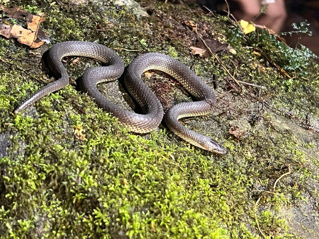 Dwarf Water Snake — Borneo wildlife, book, free download, jungle tour, snake, herp tour