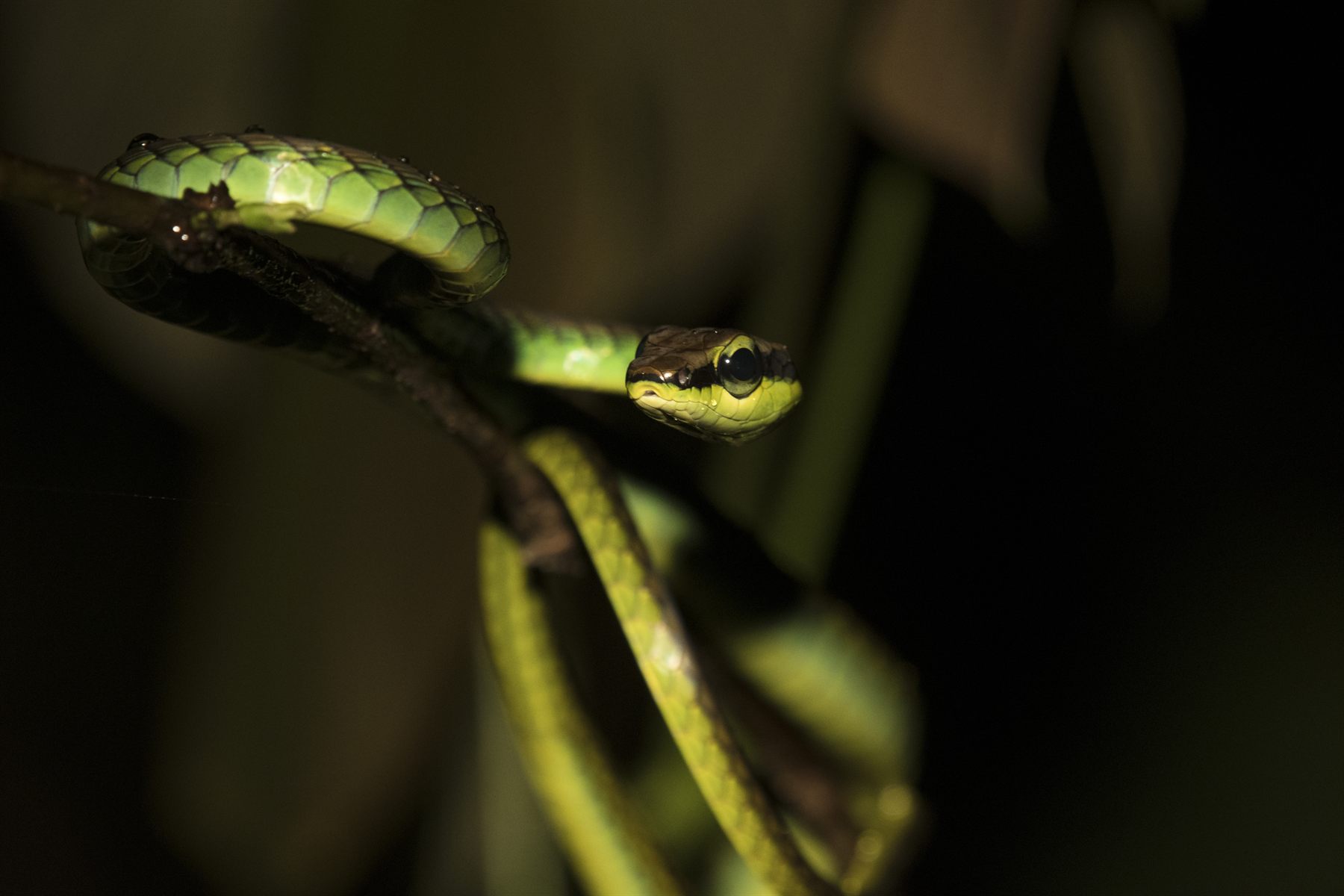 Elegant Bronzeback — Borneo wildlife, book, free download, jungle tour, snake, herp tour