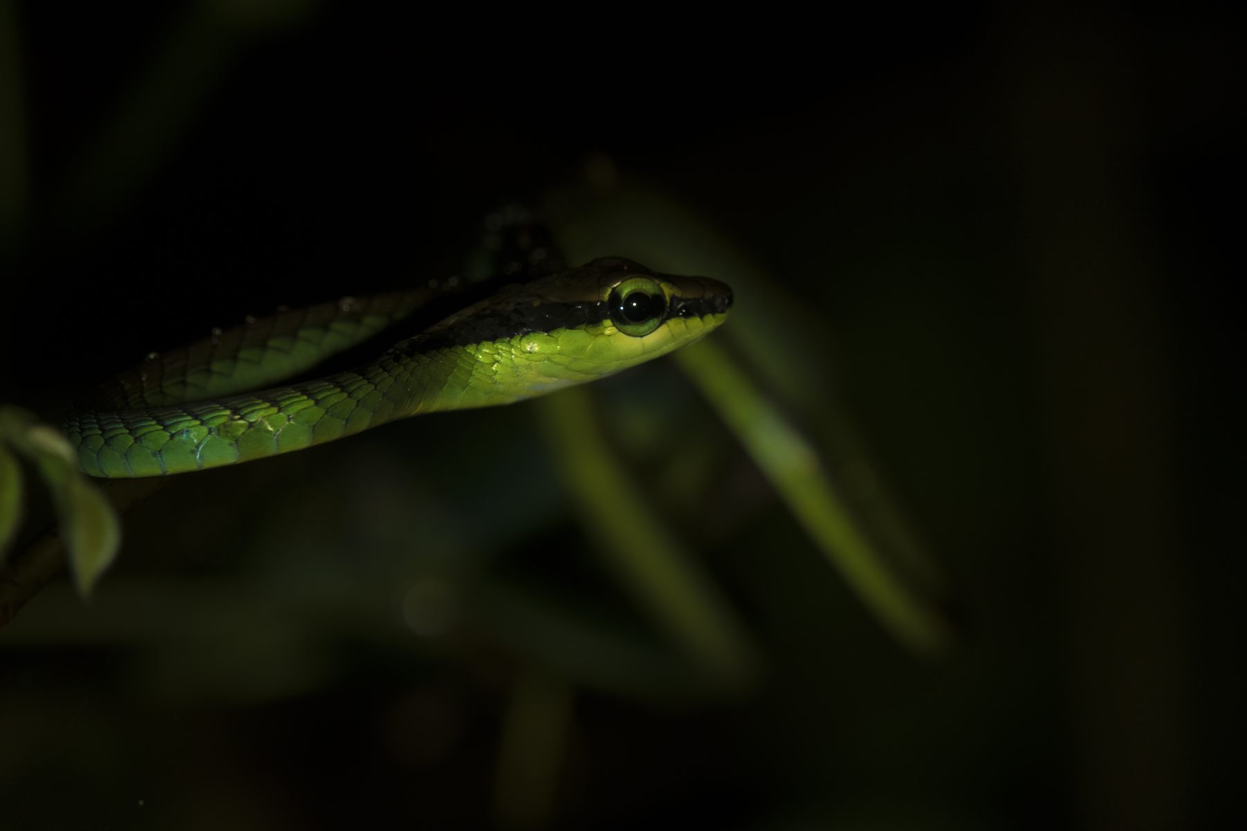 Elegant Bronzeback — Borneo wildlife, book, free download, jungle tour, snake, herp tour
