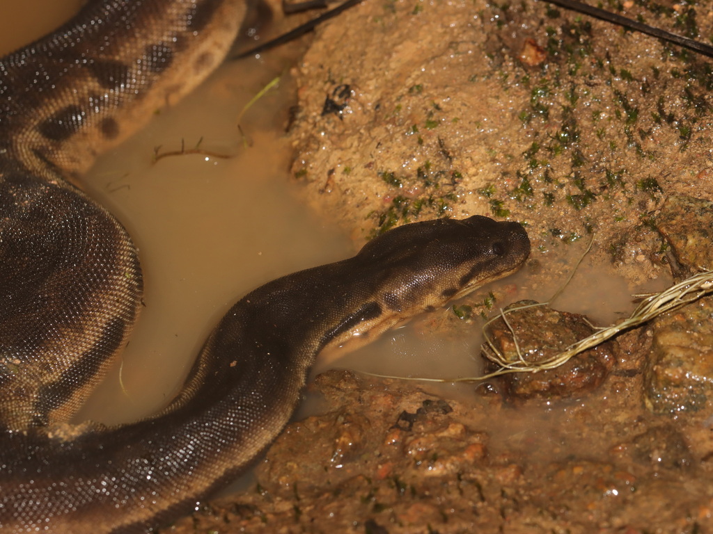 Elephant's Trunk Snake — Borneo wildlife, book, free download, jungle tour, snake, herp tour