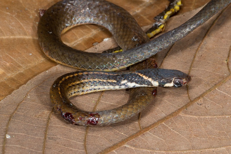 Five-striped Ground Snake — Borneo wildlife, book, free download, jungle tour, snake, herp tour