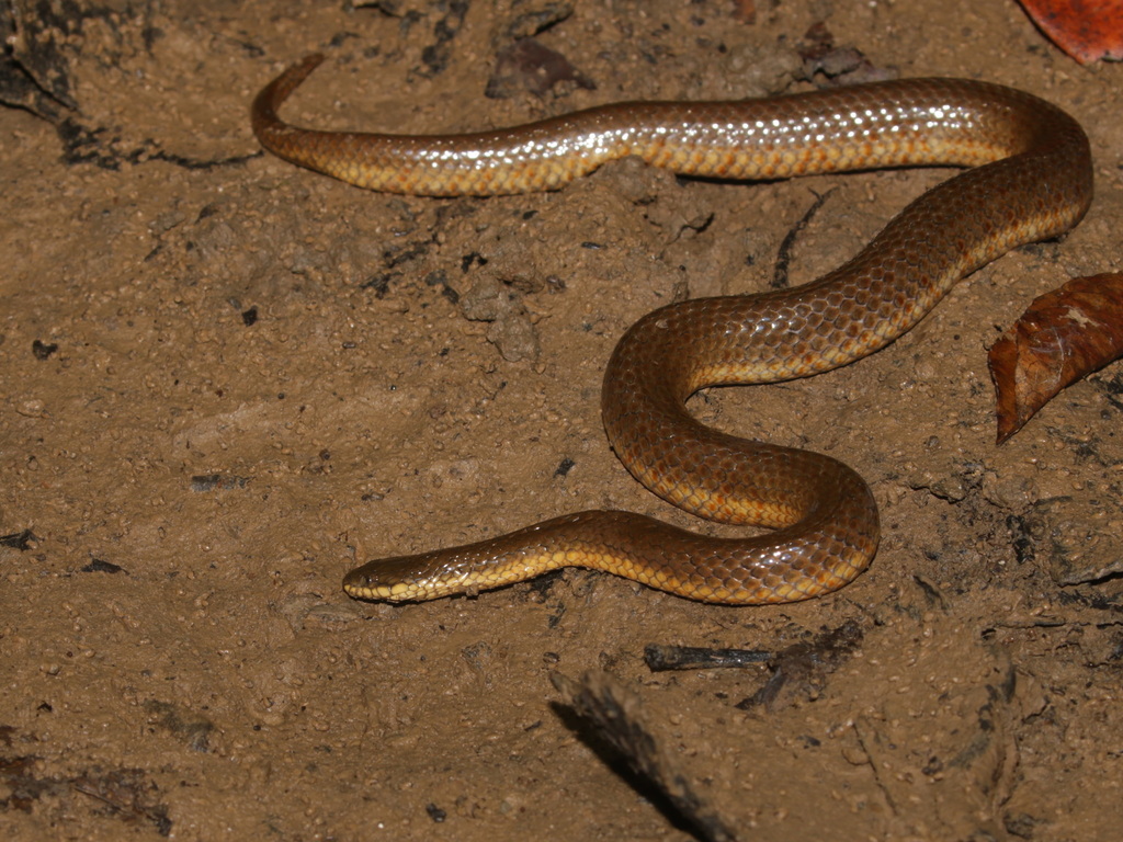 Gerard's Water Snake — Borneo wildlife, book, free download, jungle tour, snake, herp tour