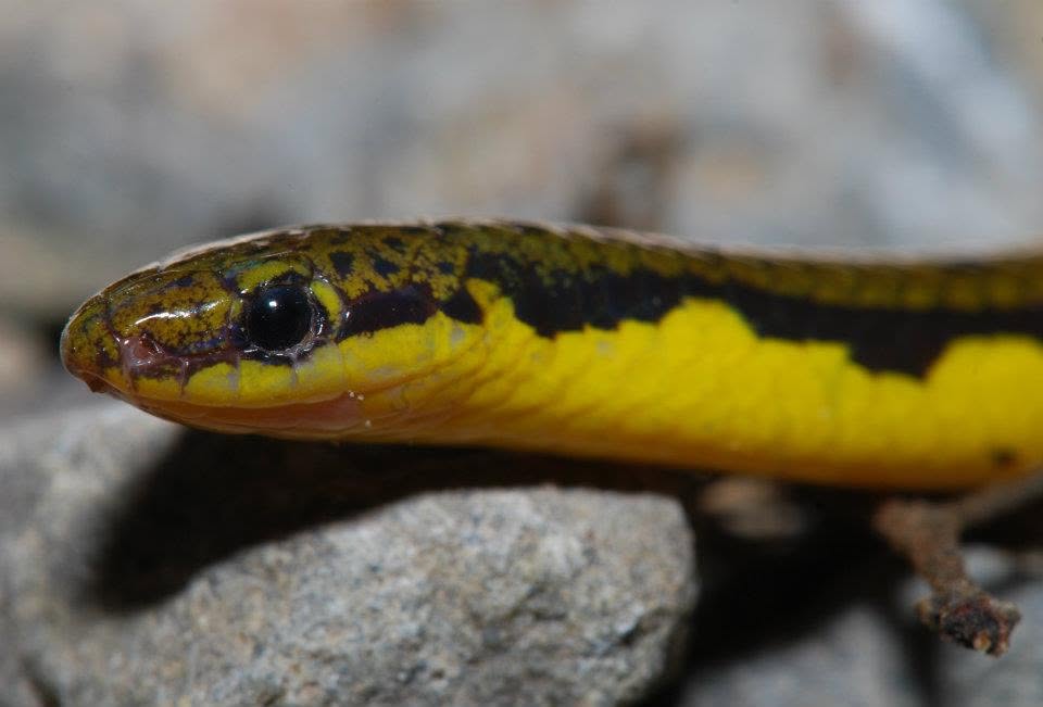 Grabowsky's Reed Snake — Borneo wildlife, book, free download, jungle tour, snake, herp tour