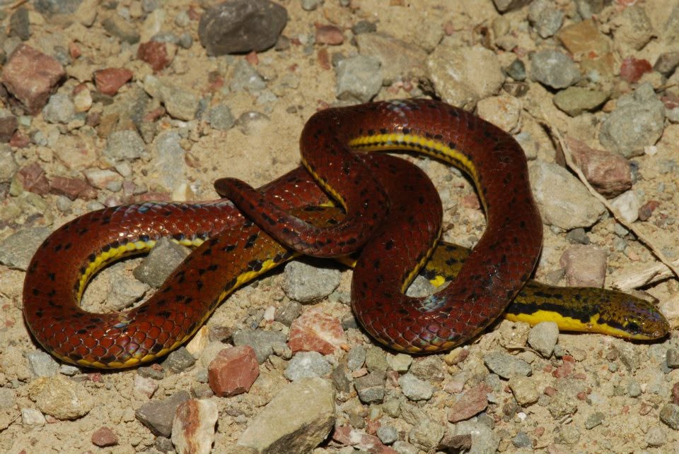 Grabowsky's Reed Snake — Borneo wildlife, book, free download, jungle tour, snake, herp tour