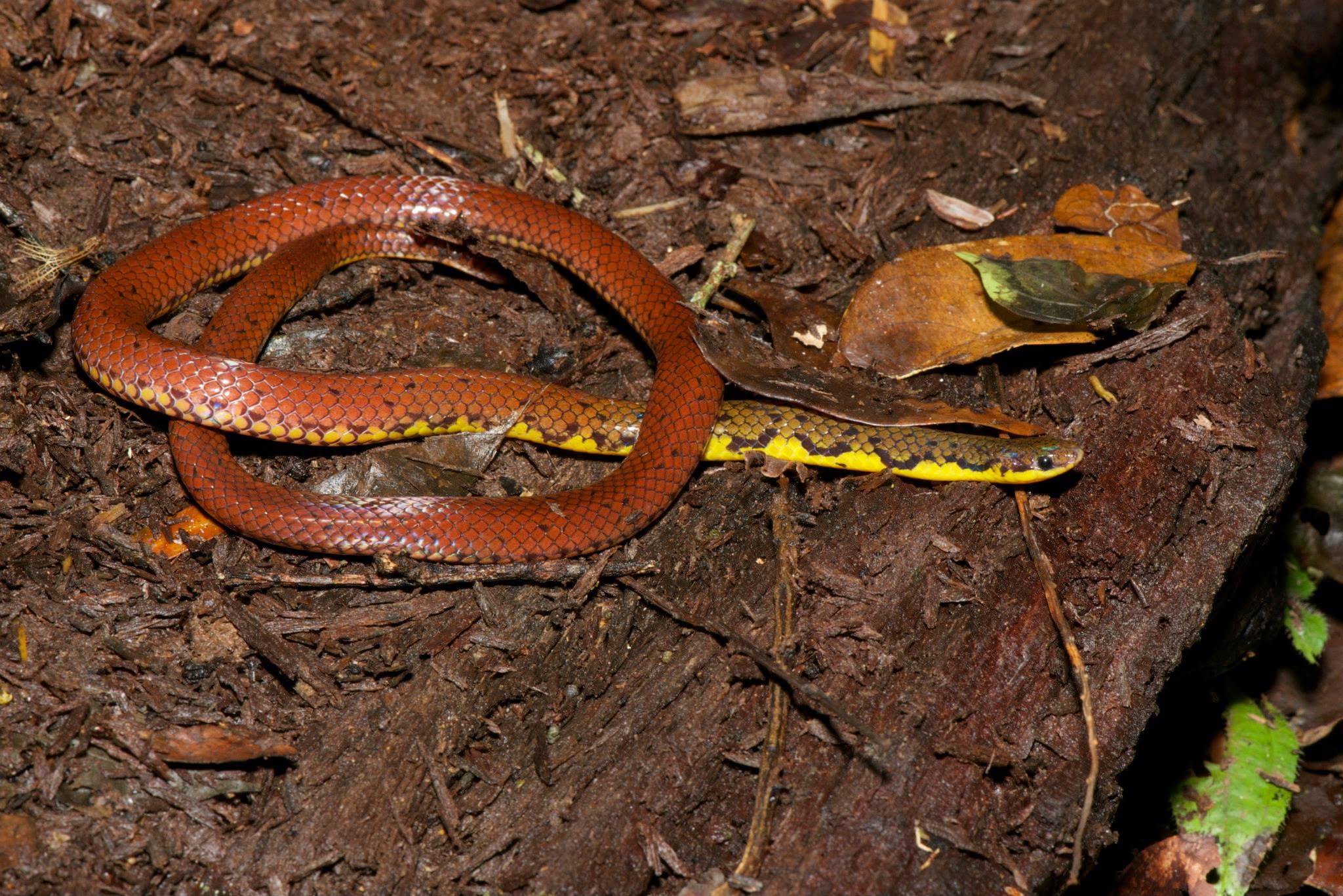 Grabowsky's Reed Snake — Borneo wildlife, book, free download, jungle tour, snake, herp tour