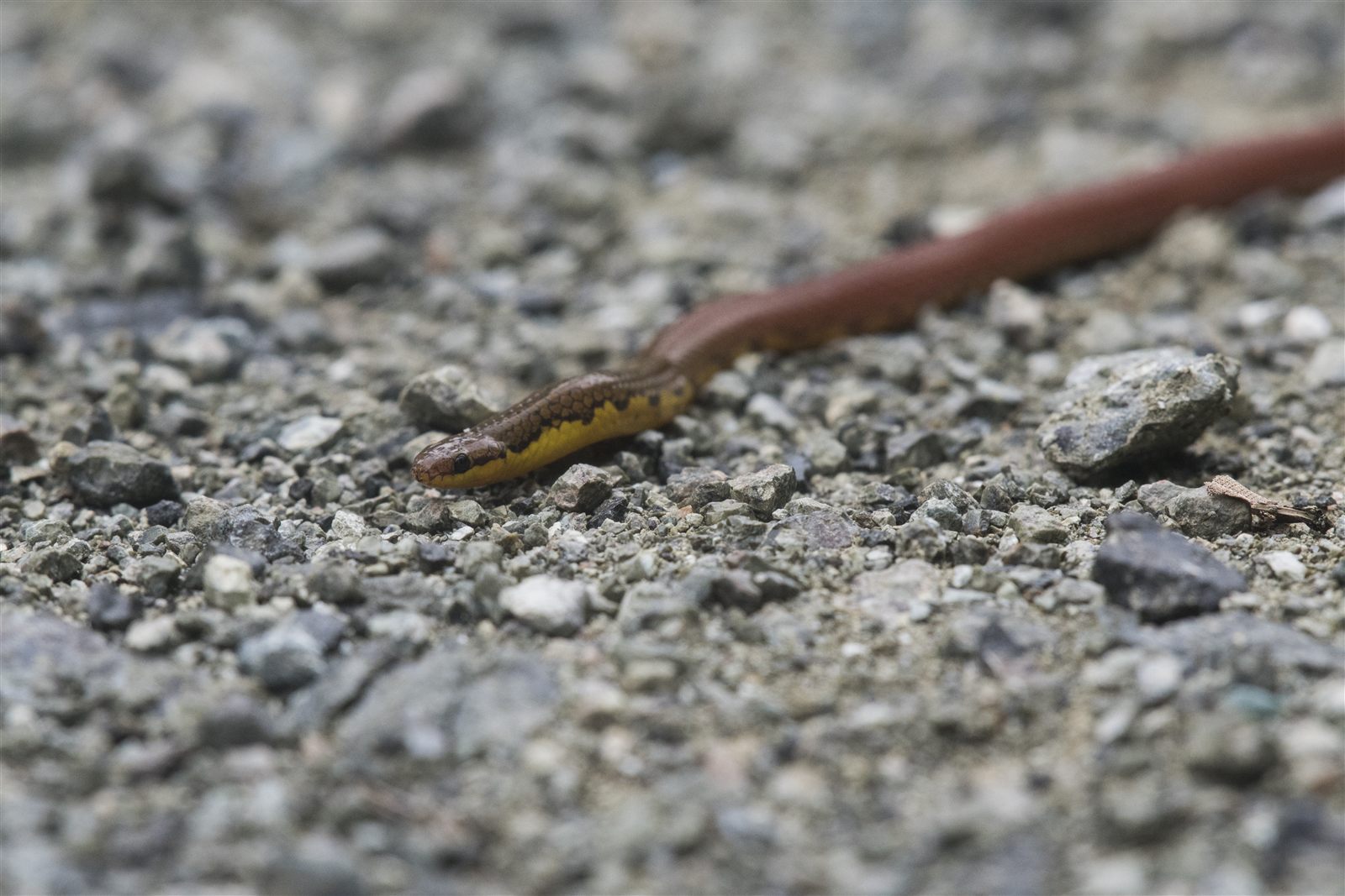 Grabowsky's Reed Snake — Borneo wildlife, book, free download, jungle tour, snake, herp tour